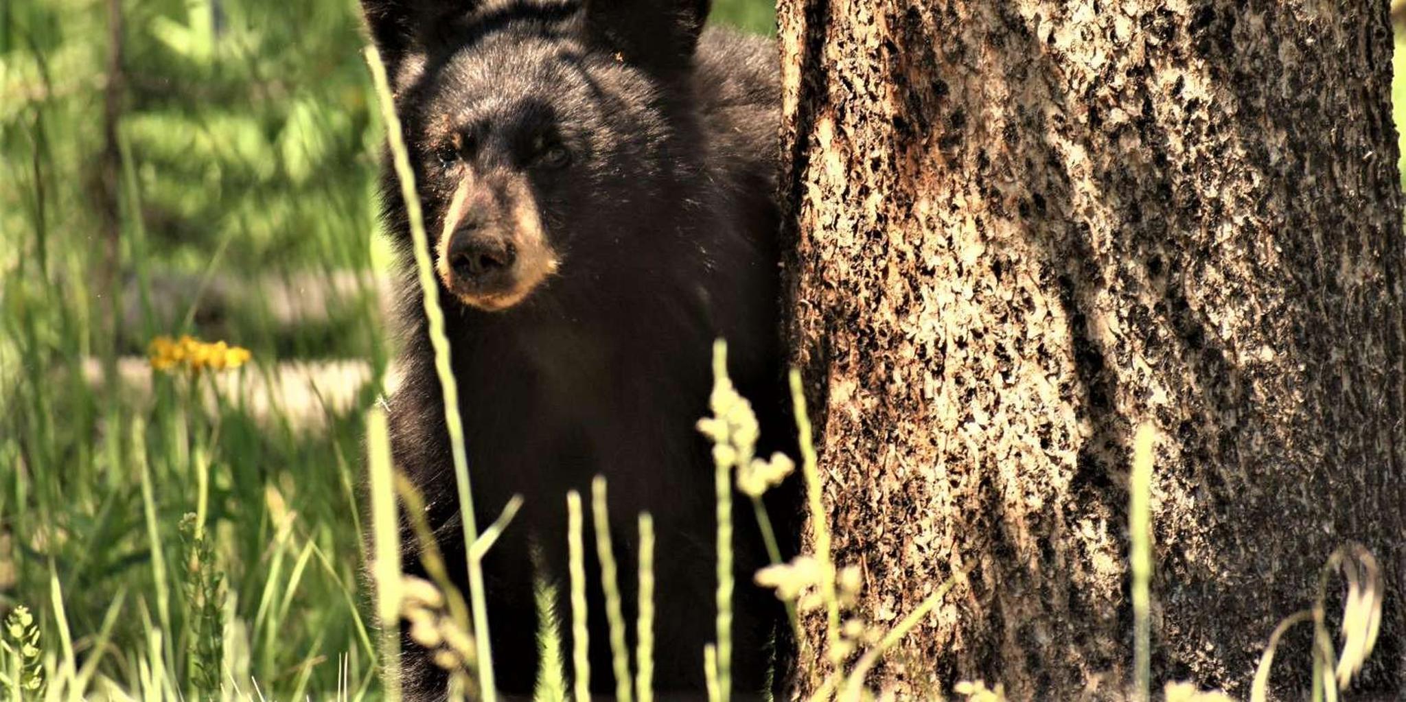 Yellowstone Wildlife Tour with Lunch - Image 3