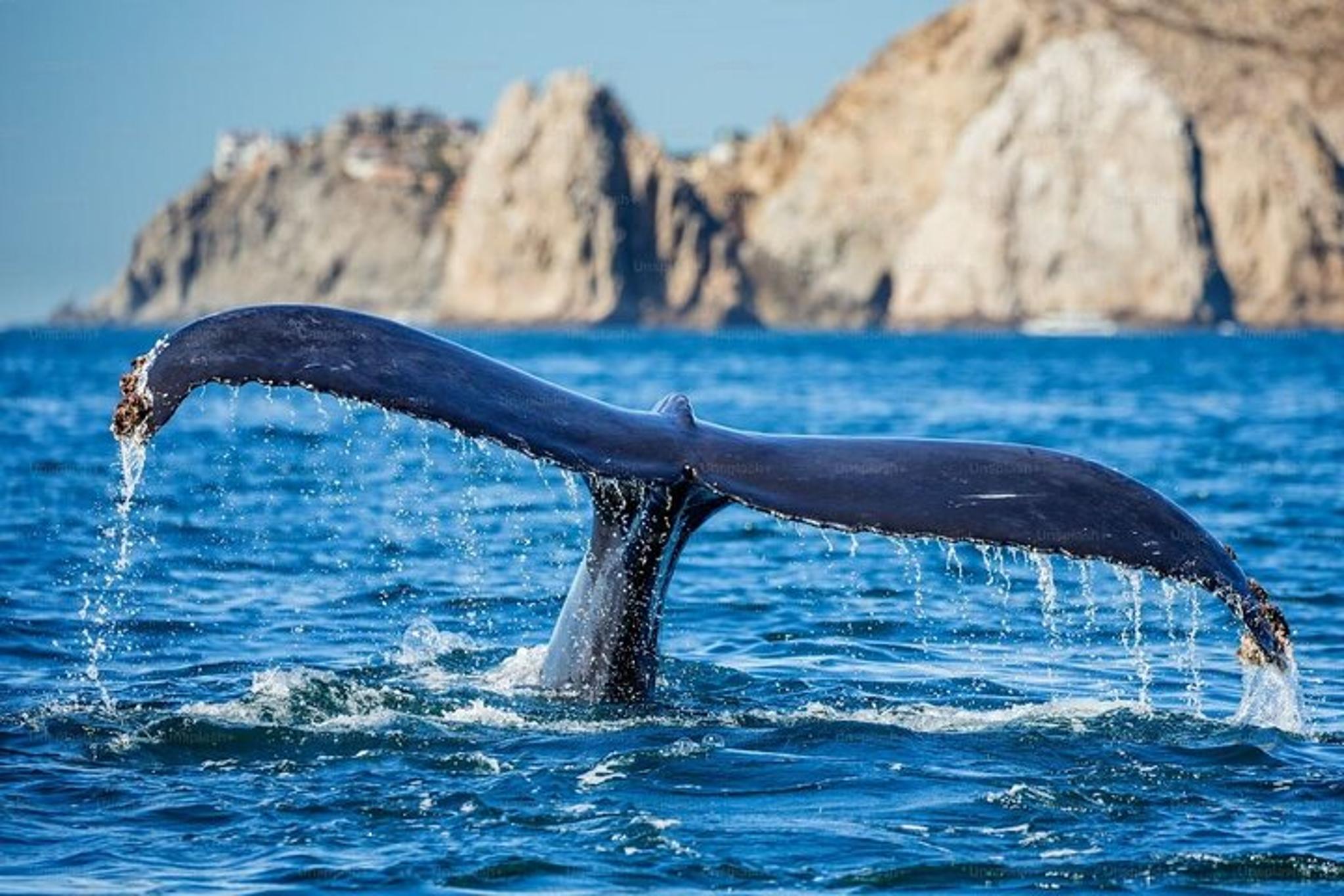 Newport Beach Whale Watching Cruise - Image 4