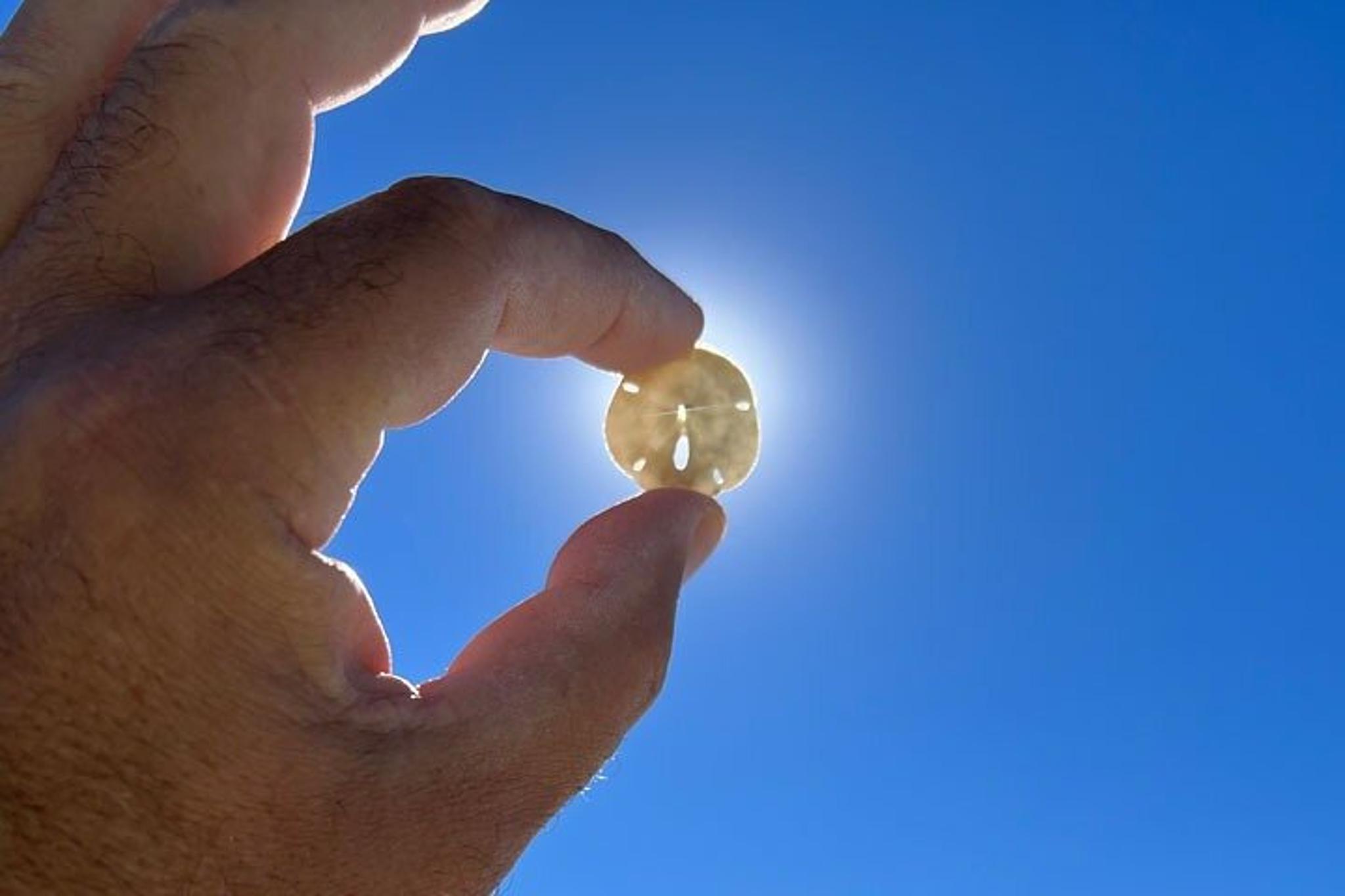 Marco Island Shelling Tour - Image 6