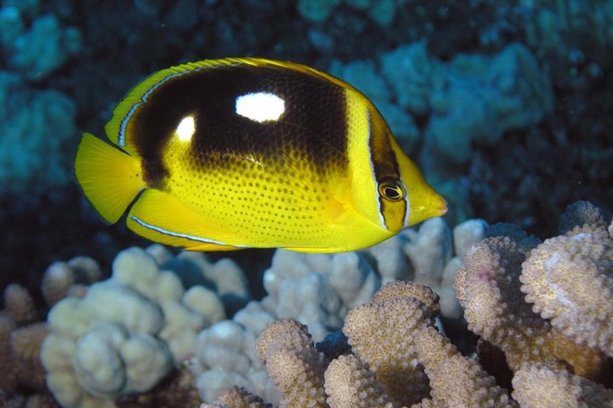 Lahaina Two Tank Lanai Diving Adventure - Image 2