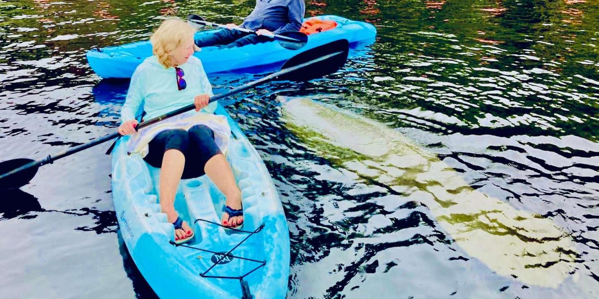 St. Augustine Dolphin and Manatee Paddle Tour 2 hr