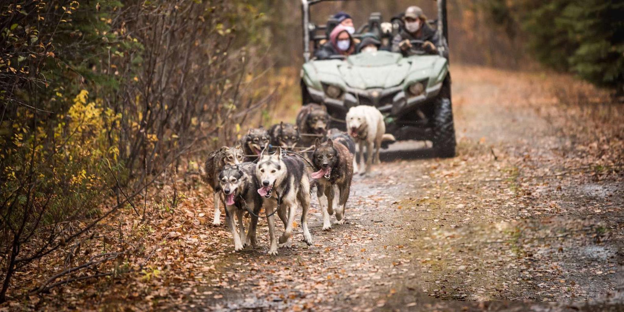 Fairbanks Dog Mushing UTV Adventure - Image 3