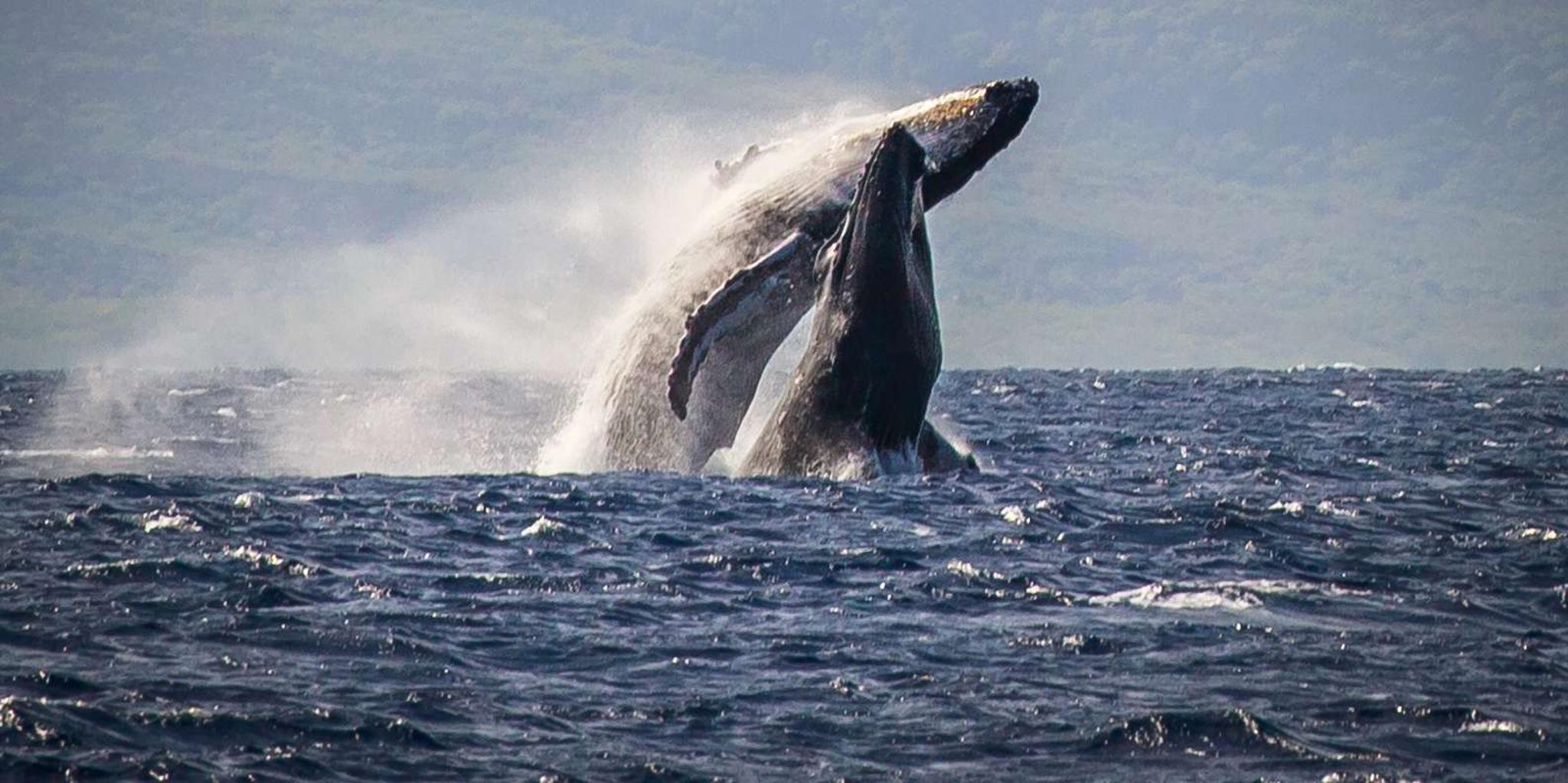 Ka'anapali Whale Watching Cruise with Open Bar