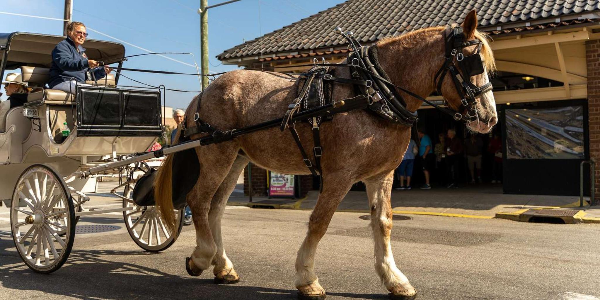 Charleston Horse-Drawn Carriage Tour - Image 5