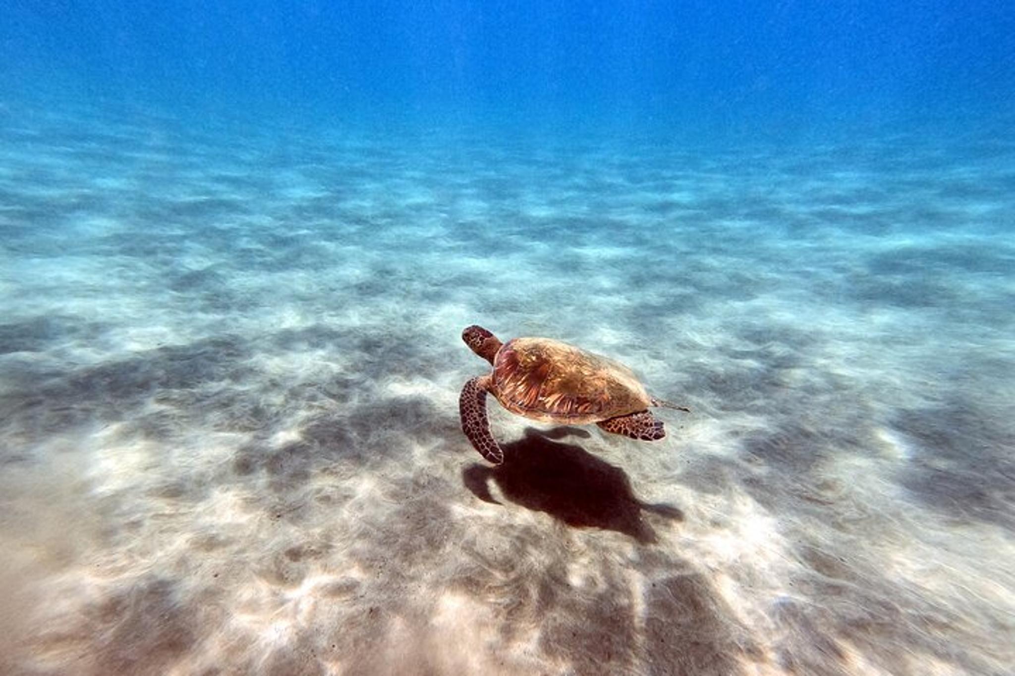 Maui Scuba Diving Adventure 1 hr - Image 5