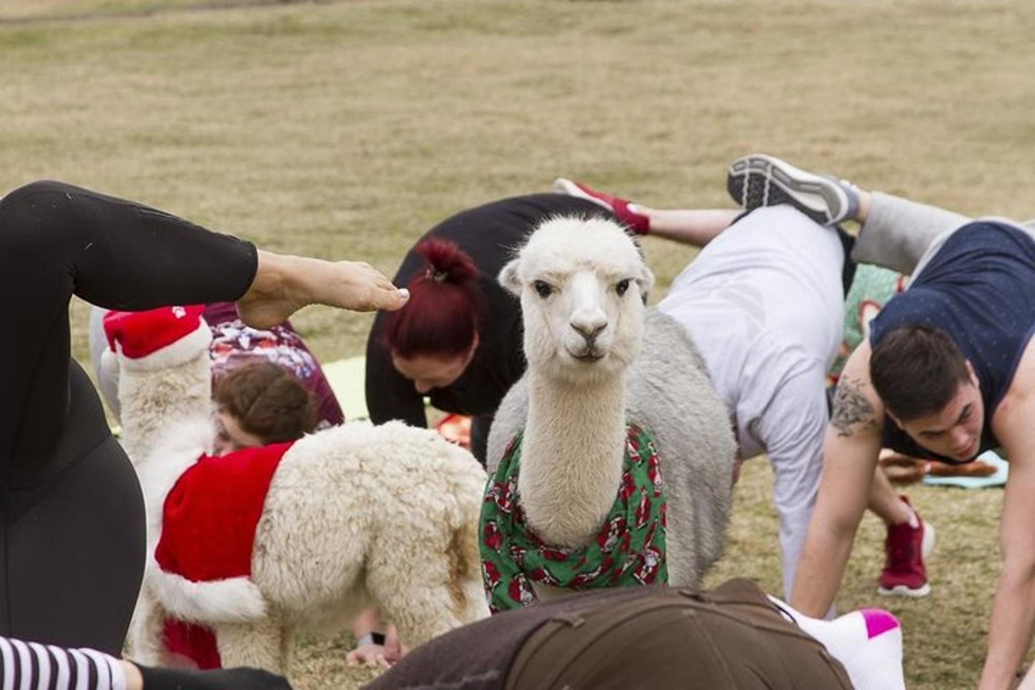 Arizona Goat and Alpaca Yoga - Image 5