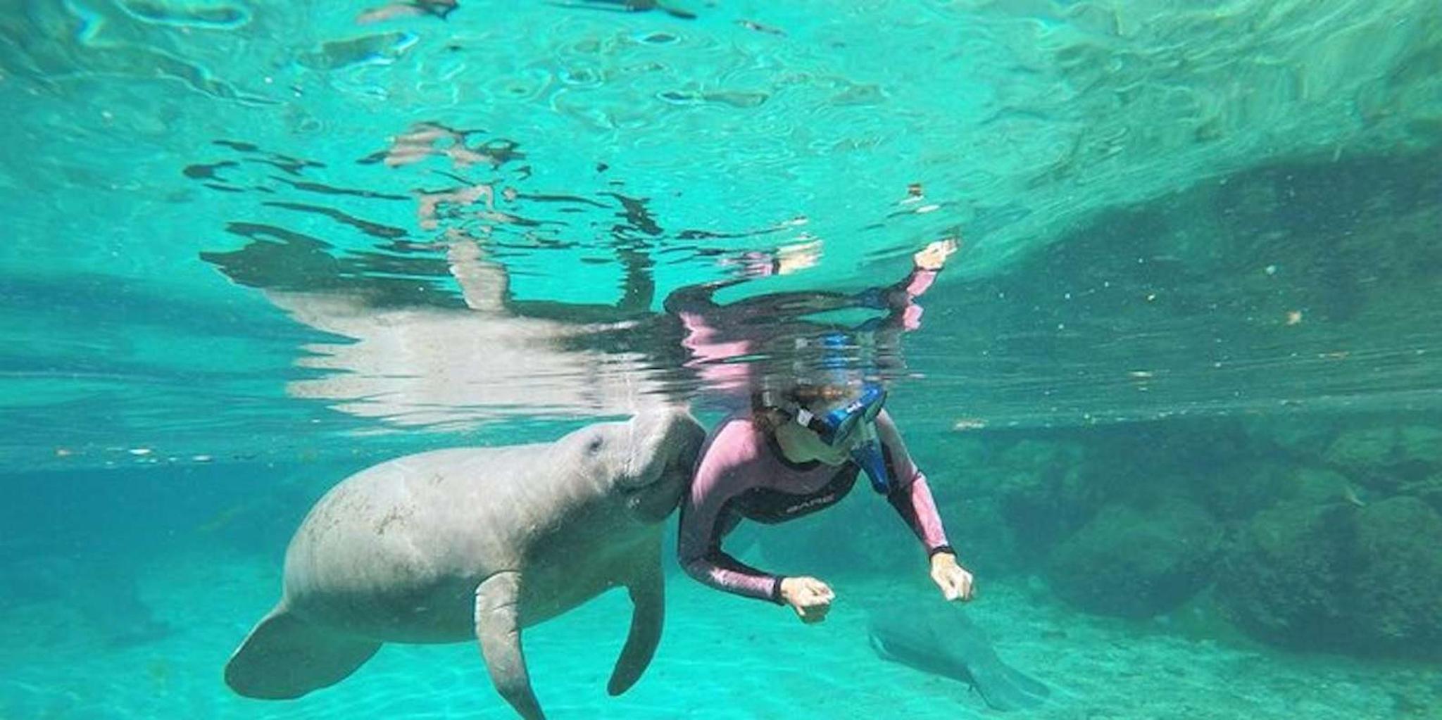 Crystal River Manatee Swim Tour - Image 5