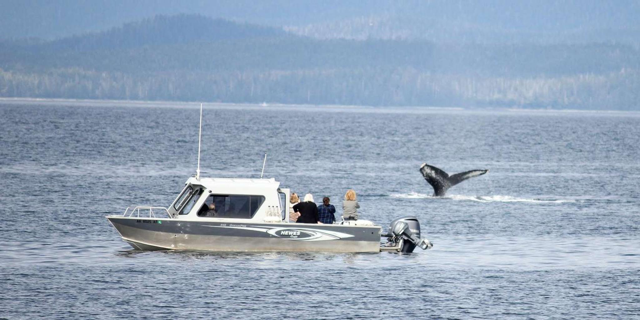 Sitka Wildlife Boat Tour - Image 5