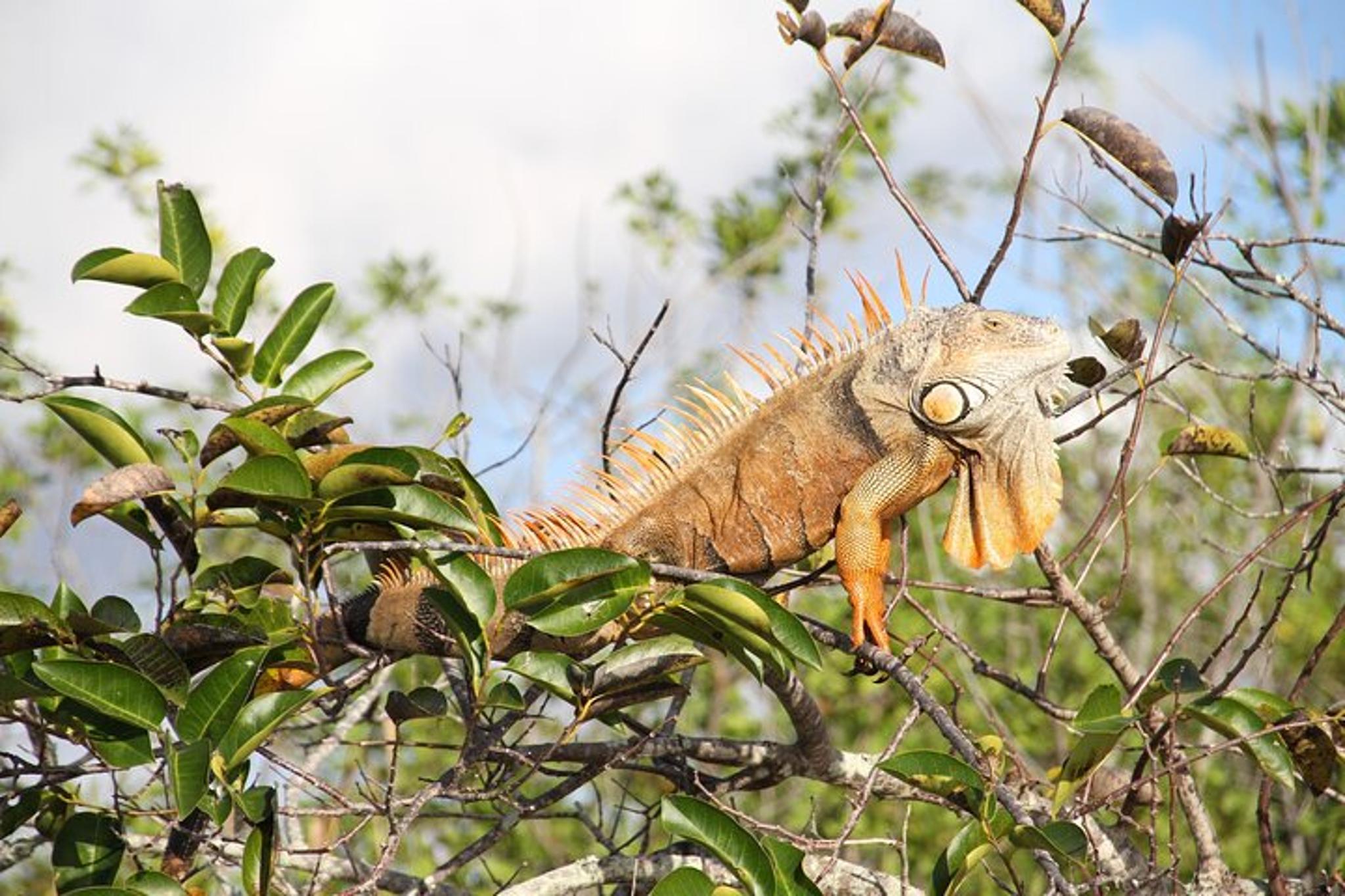 Miami Everglades Airboat Adventure with Transfer - Image 4