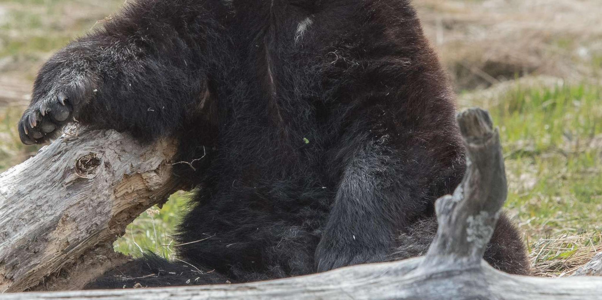 Anchorage Glaciers and Wildlife Day Tour - Image 5
