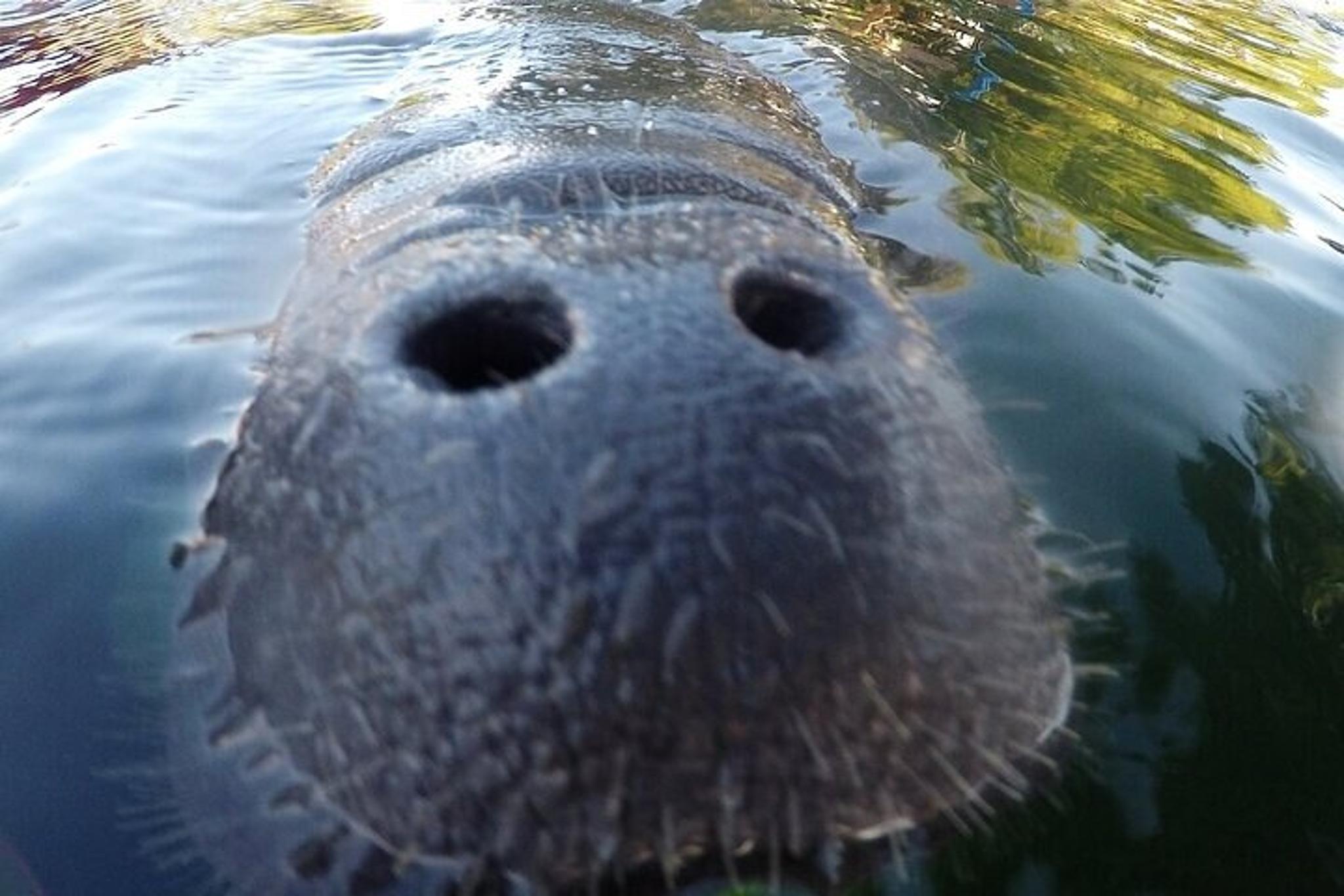 Crystal River Manatee Snorkel Tour 3 Hr - Image 1