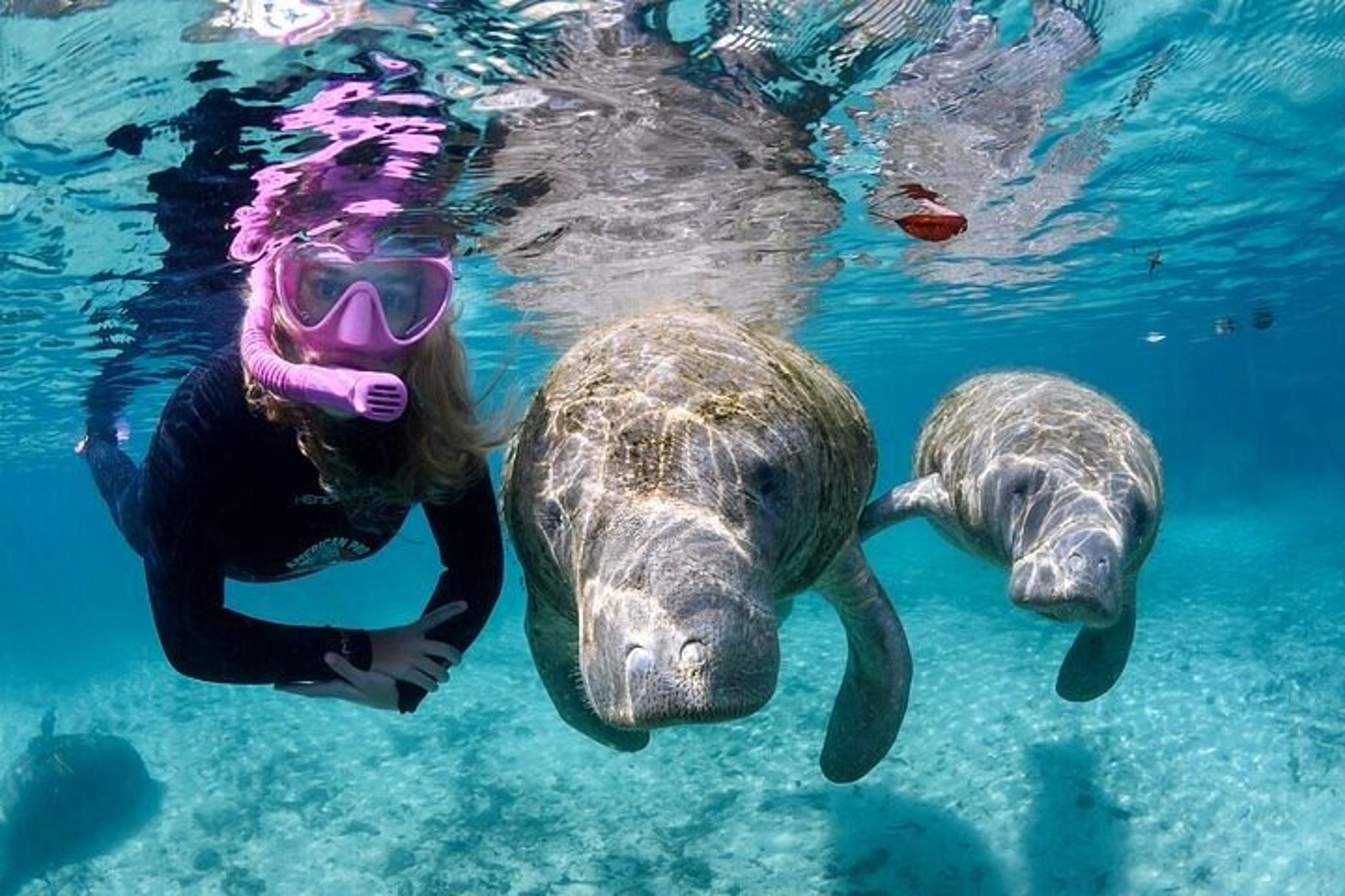 Florida Manatee Swim Tour 3 hr - Image 2