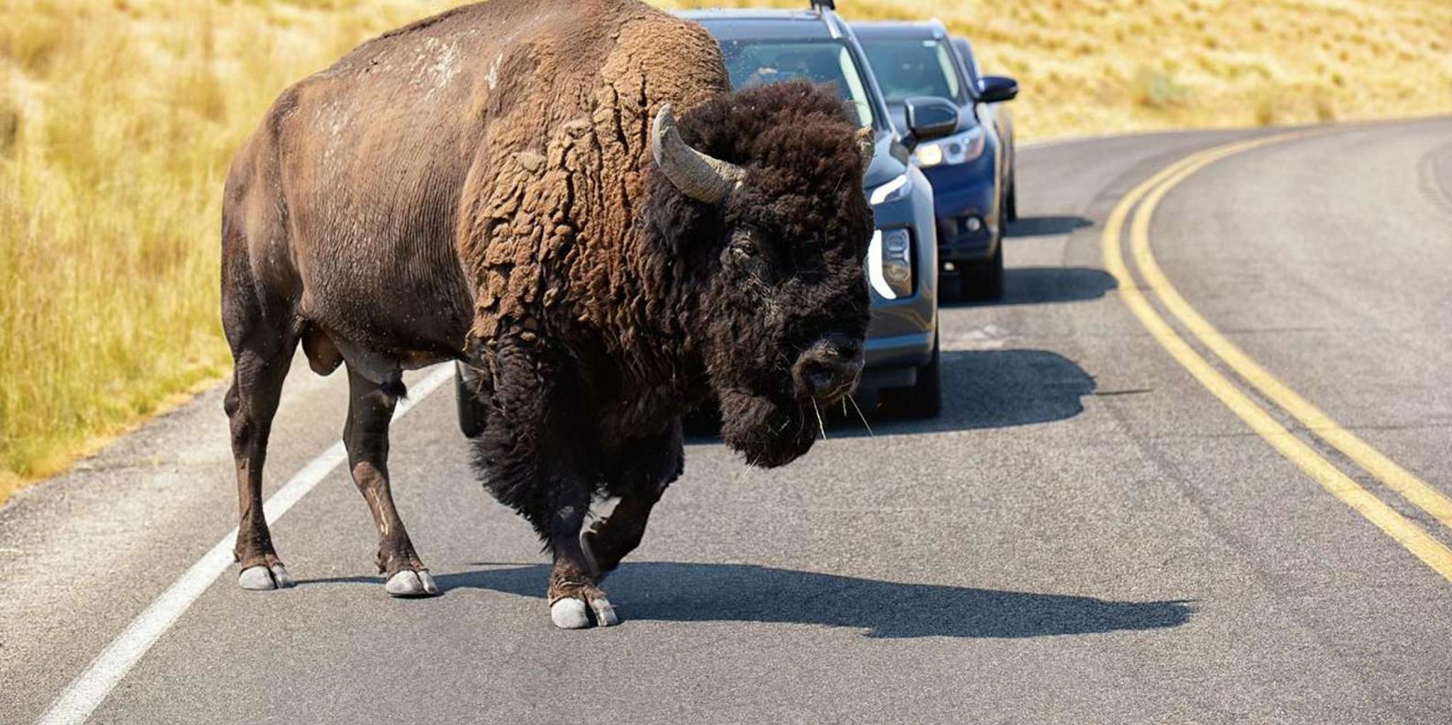 Antelope Island Wildlife Expedition - Image 1
