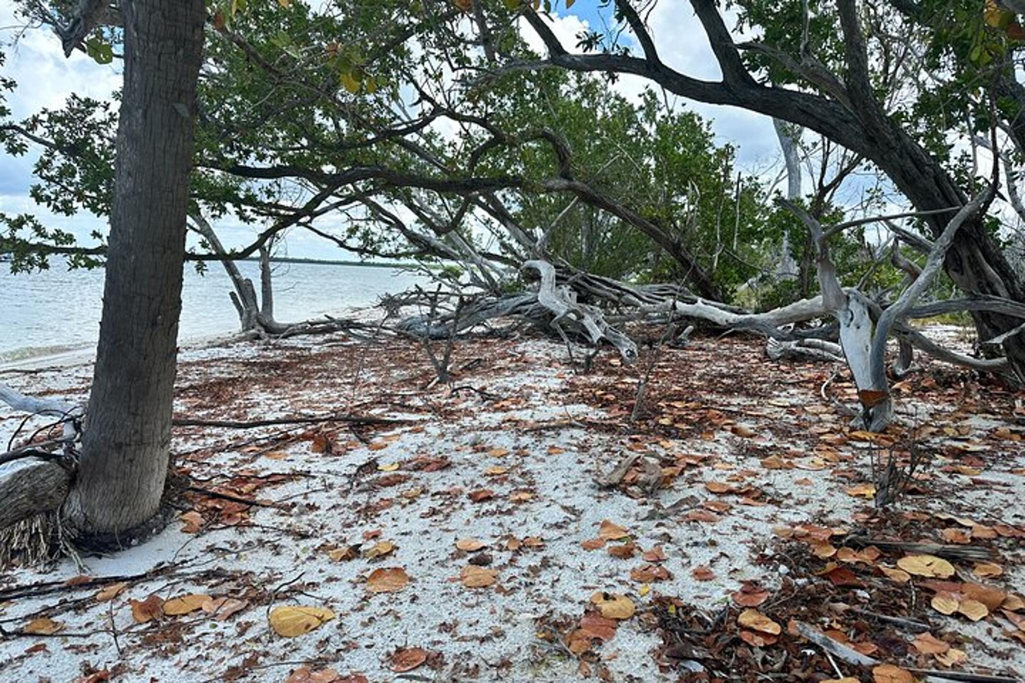 Ten Thousand Islands Beach and Shelling Eco Tour - Image 4