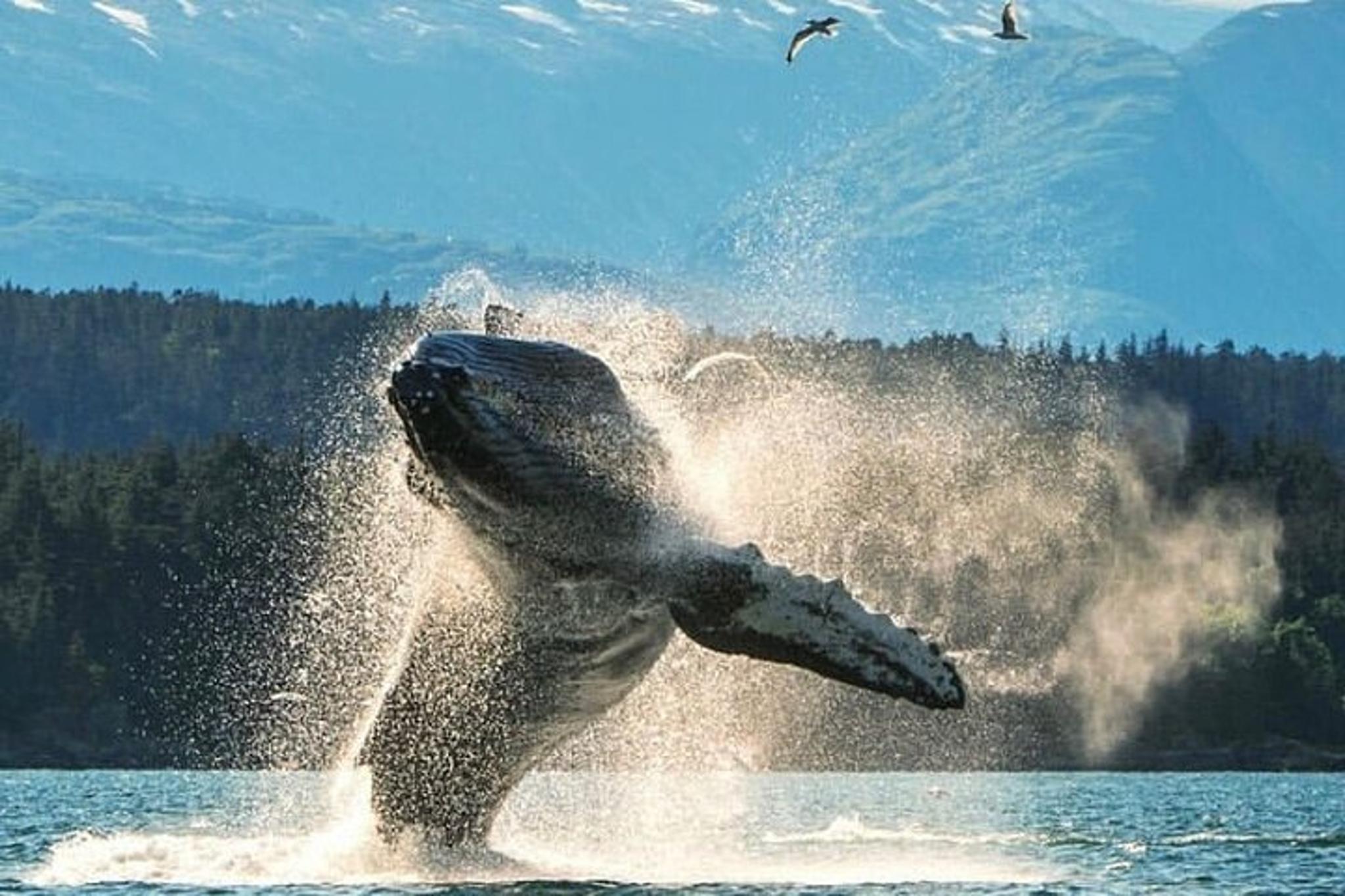 Ketchikan Private Wildlife Tour - Image 2