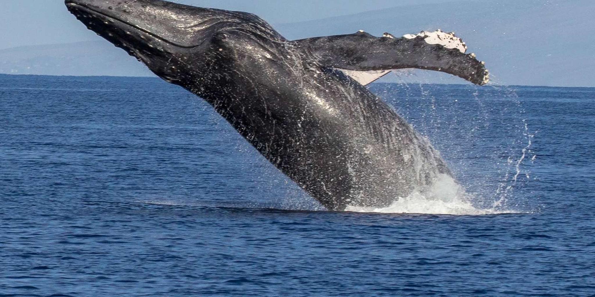 Ka'anapali Whale Watching Cruise with Open Bar - Image 4