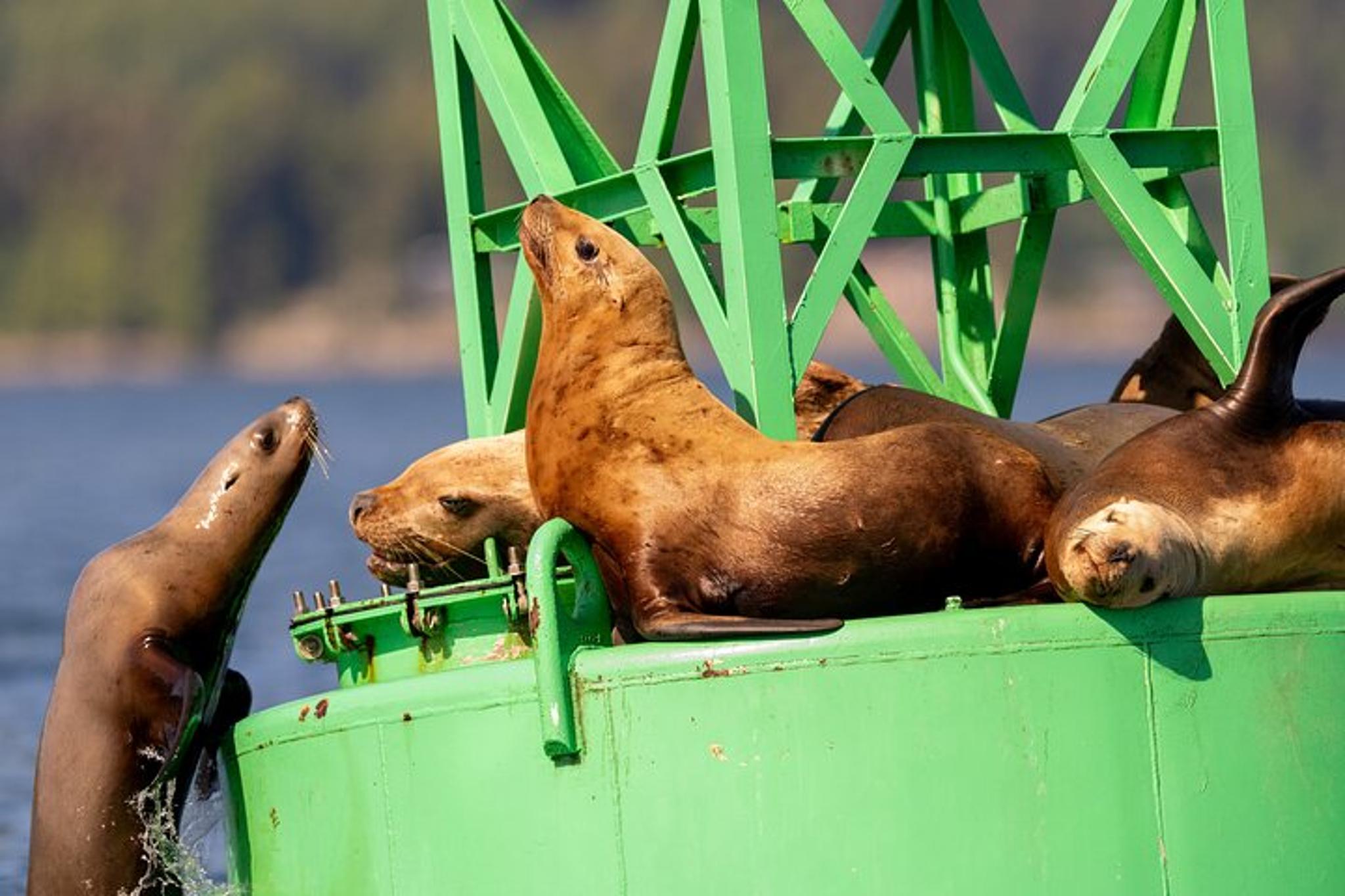 Sitka Whale Watching and Wildlife Shore Excursion - Image 2