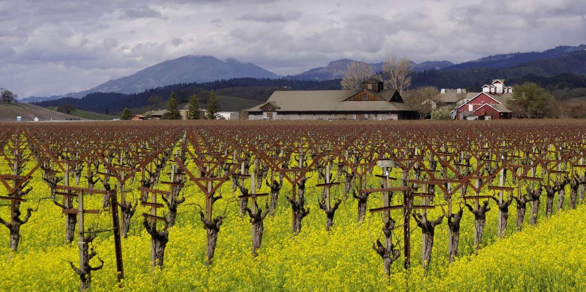 San Francisco Napa Valley Winery Tour - Image 6