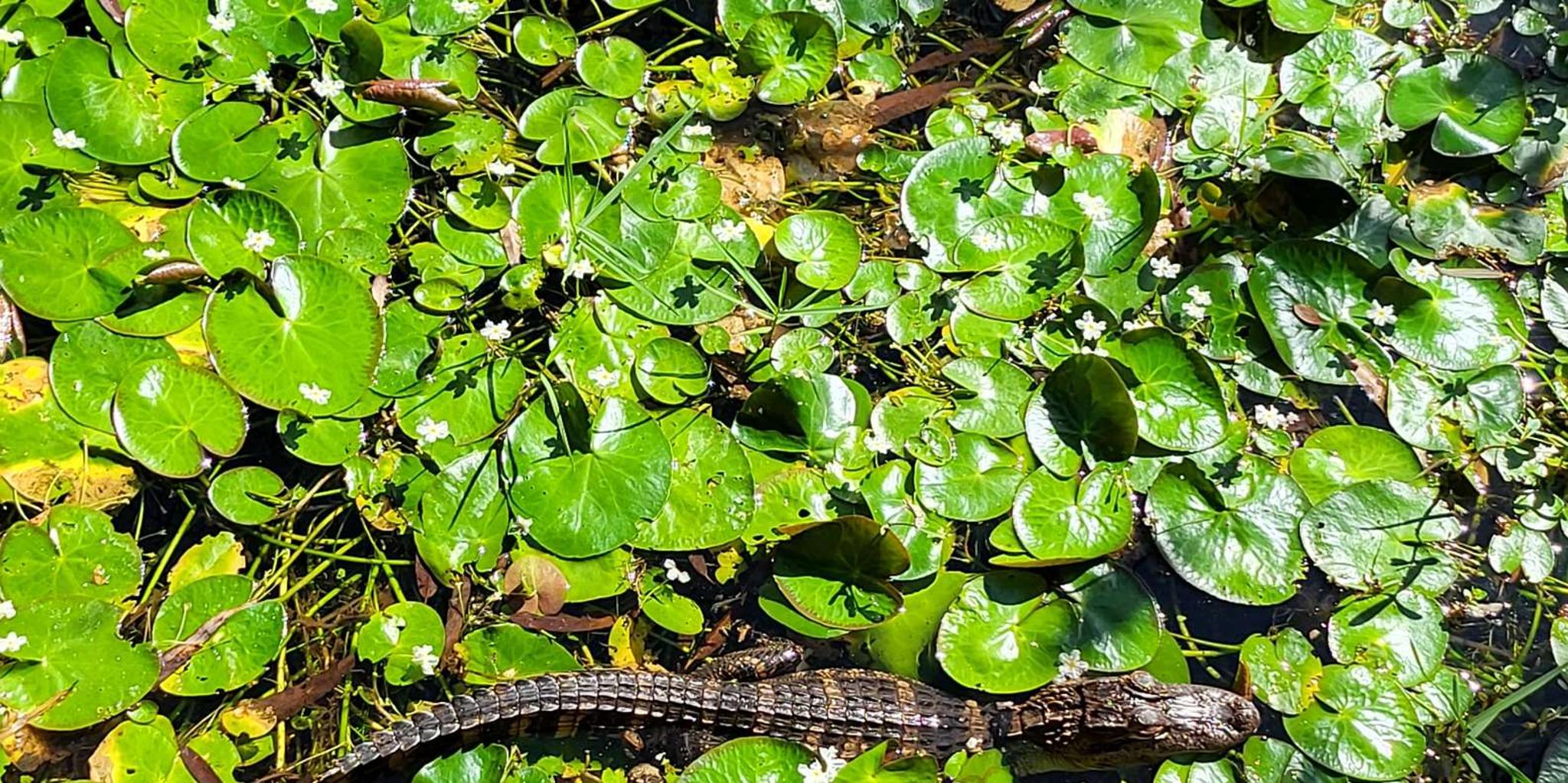 Miami Everglades Boat Tour with Transport - Image 6