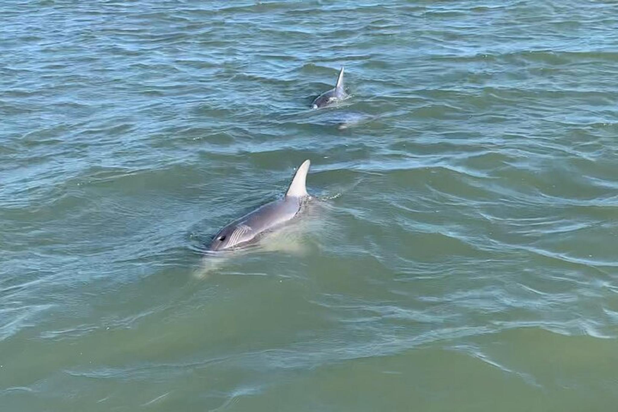 Charleston Dolphin and Eco Boat Tour - Image 5