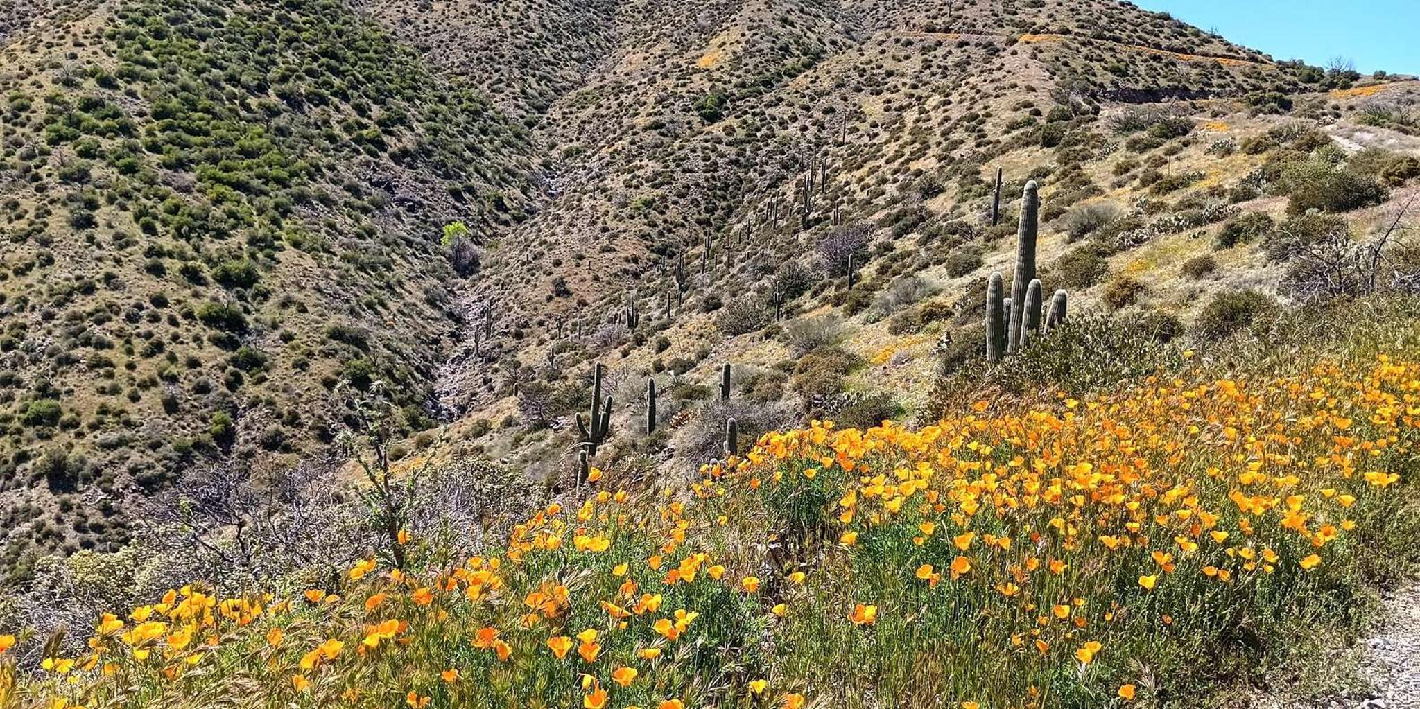 Scottsdale Sonoran Desert Jeep Tour - Image 2