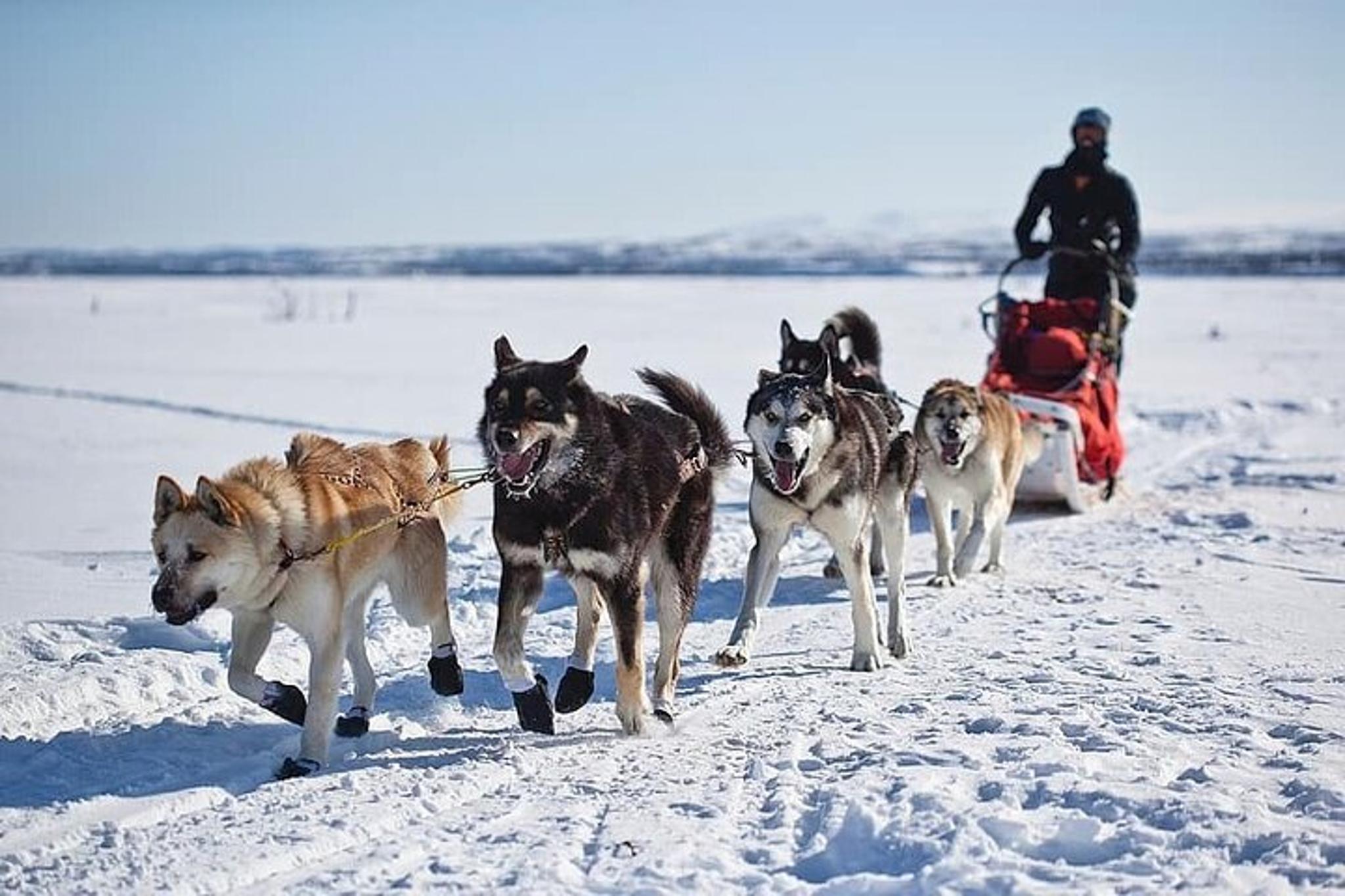 Yellowstone National Park Winter Tour 6 Days - Image 2