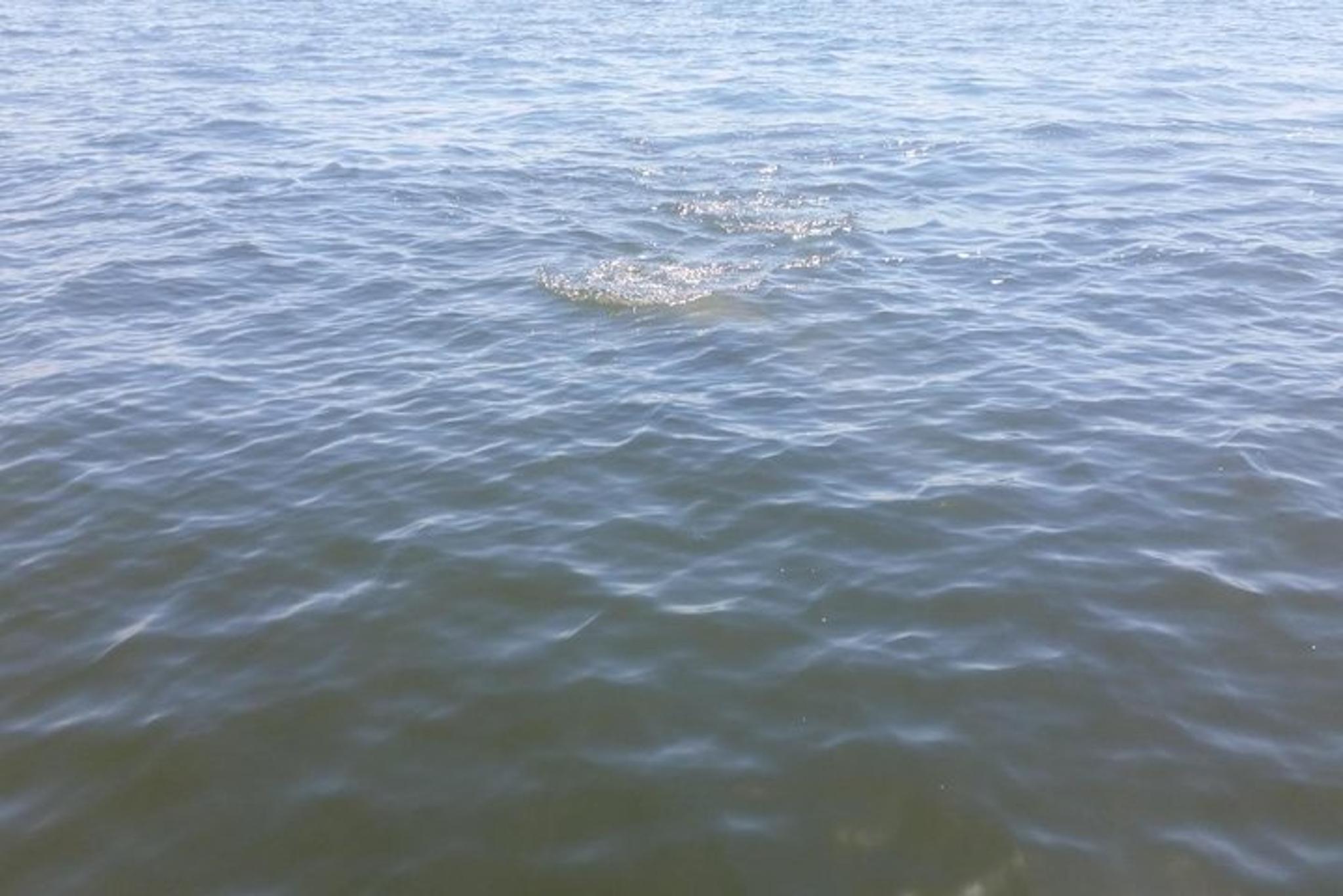 Tampa Celebrity Homes Boat Tour 90 Min - Image 6