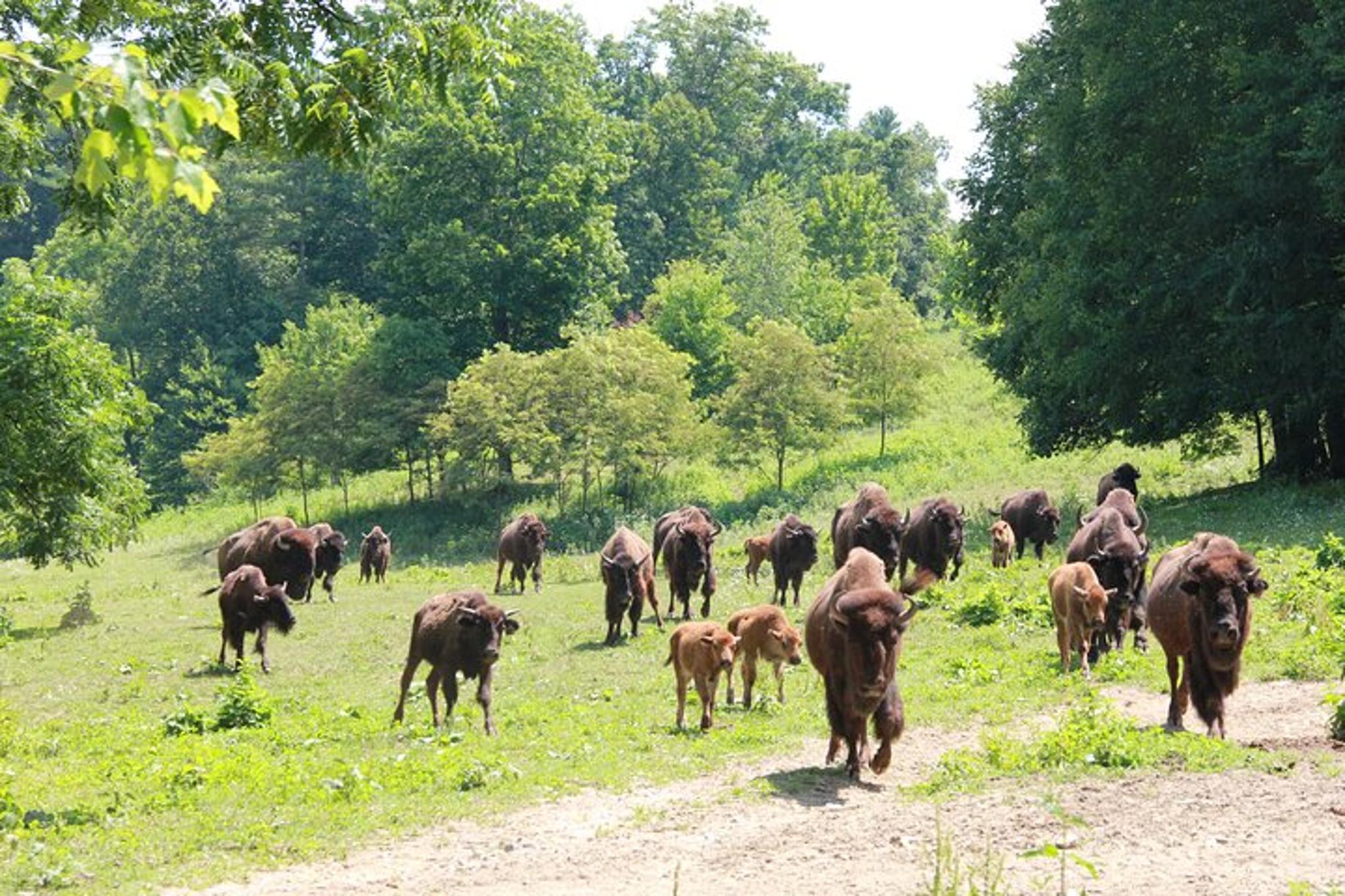Buffalo Creek Ranch Tour Experience - Image 2