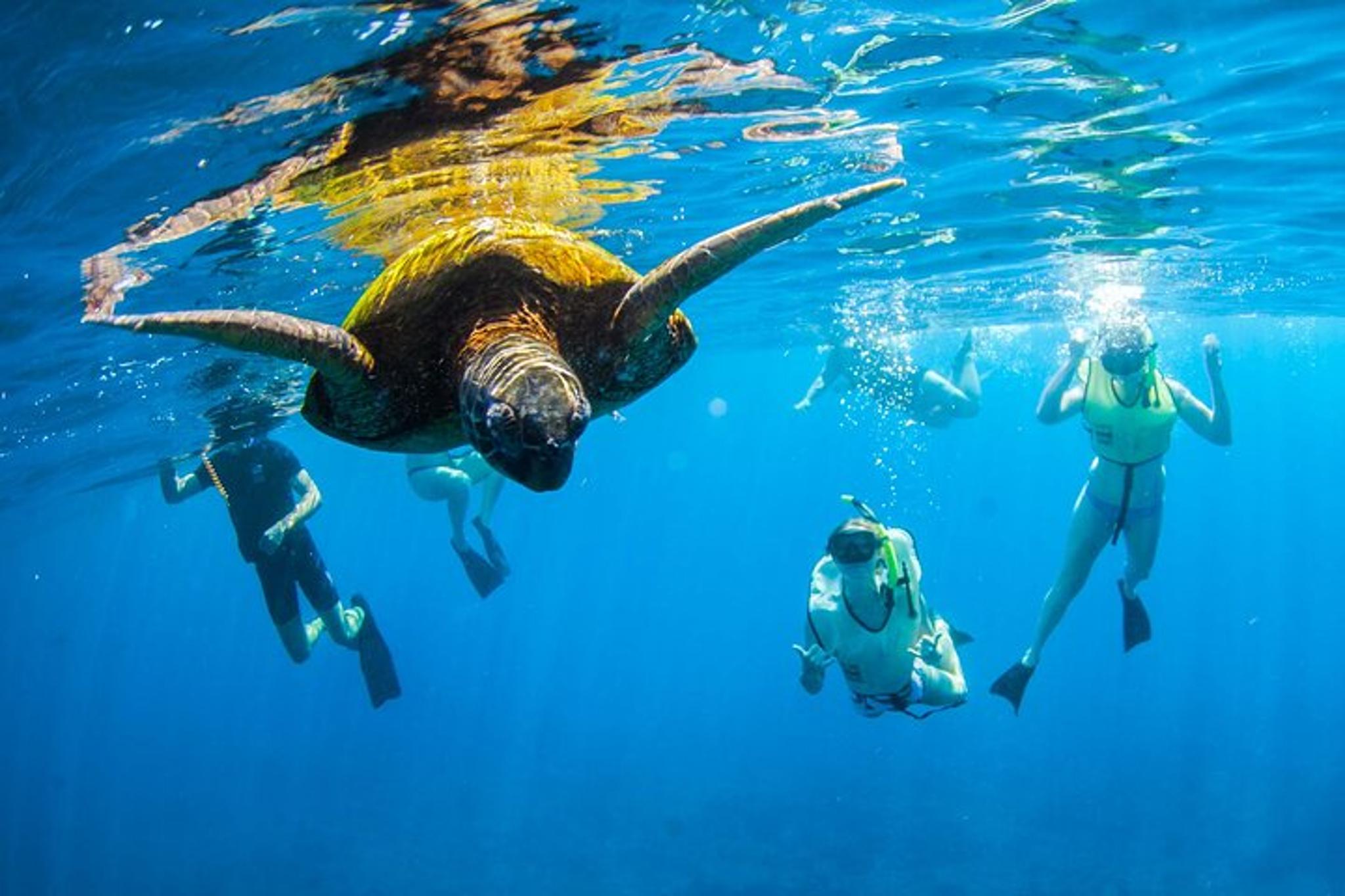Kauai South Island Zodiac Boat Snorkel - Image 2