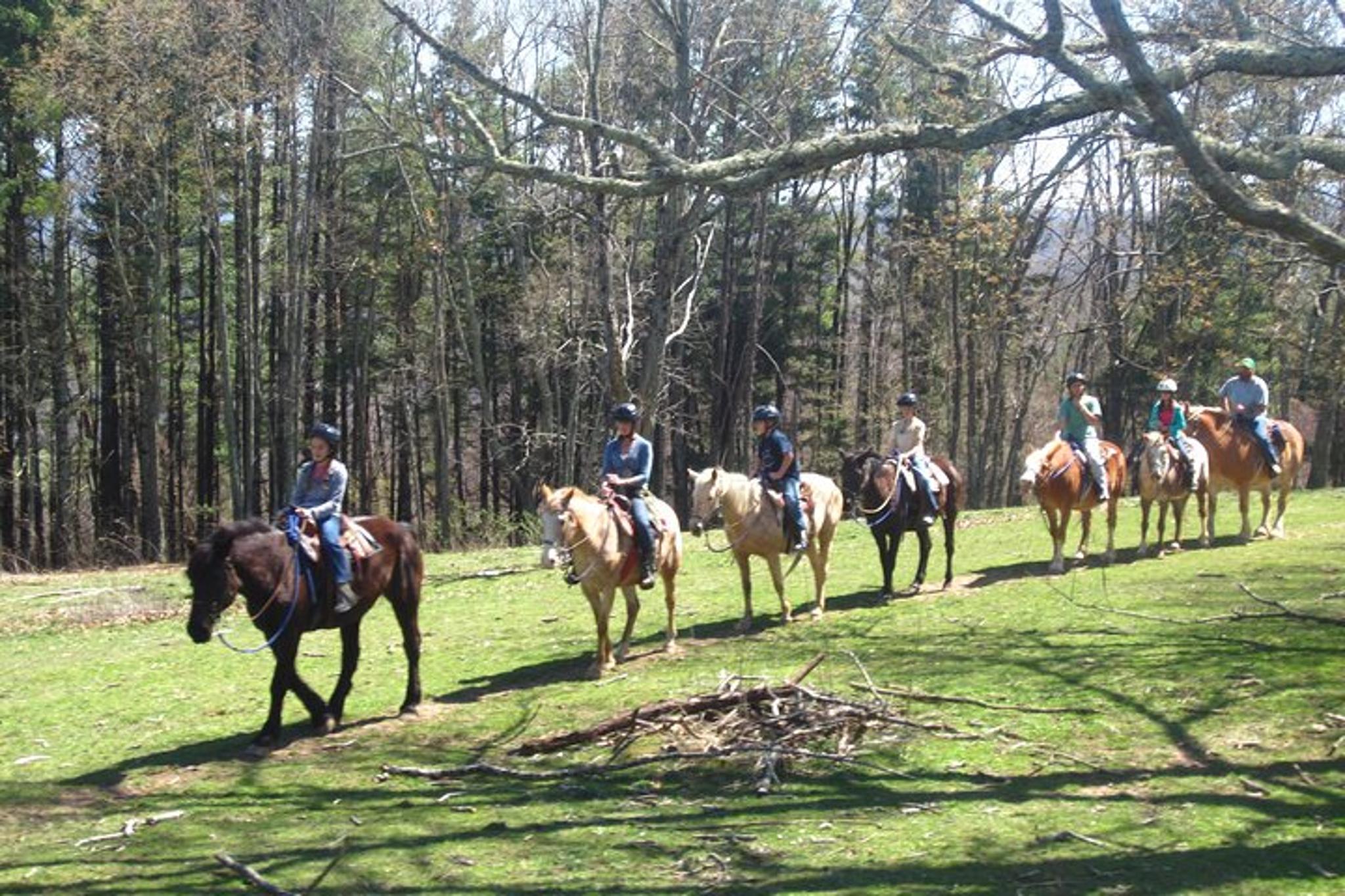 Cullowhee Horseback Ride through Flame Azalea and Fern Forest 75 min - Image 3