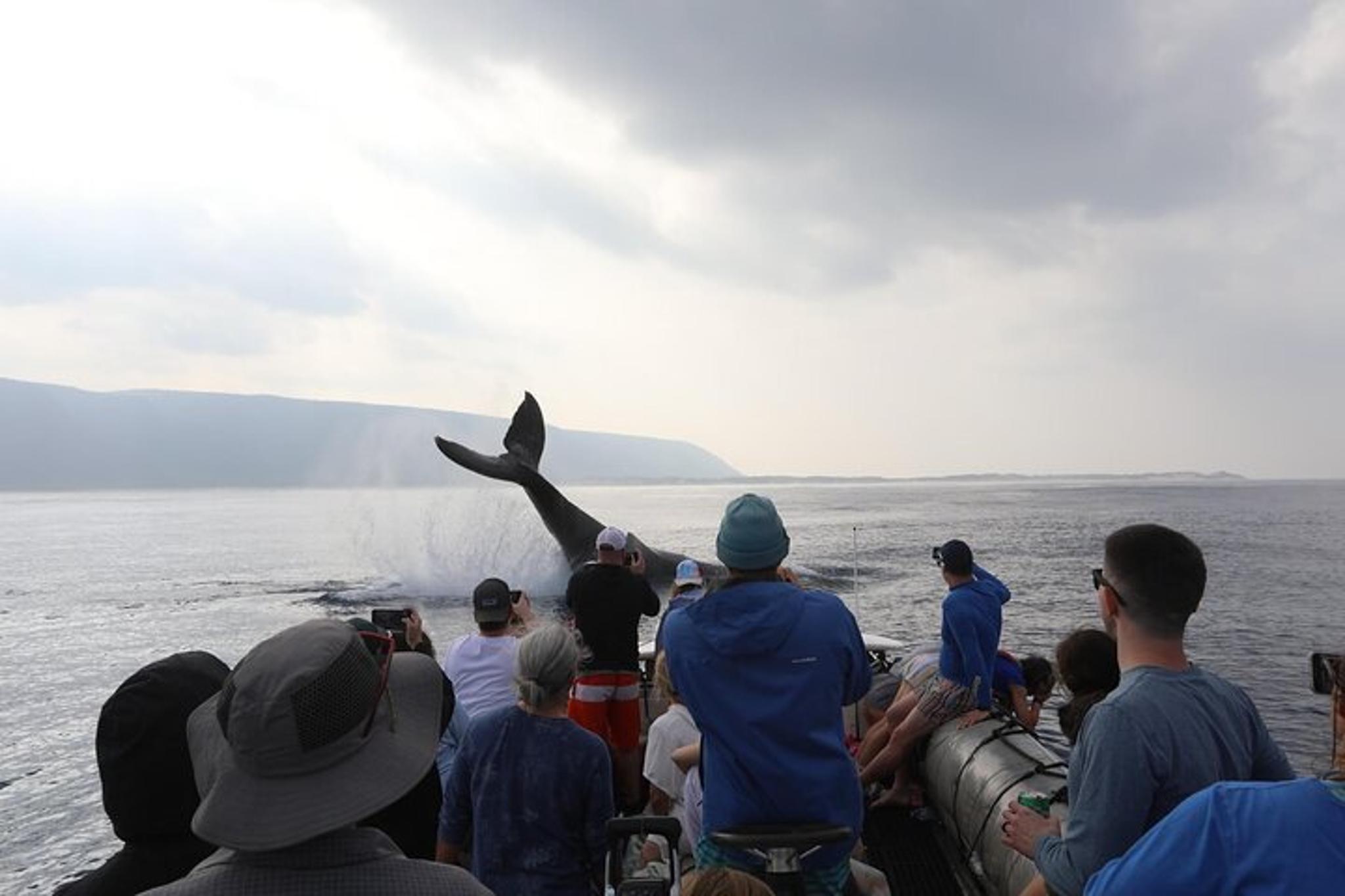 Kauai Whale Watching Expedition - Image 1