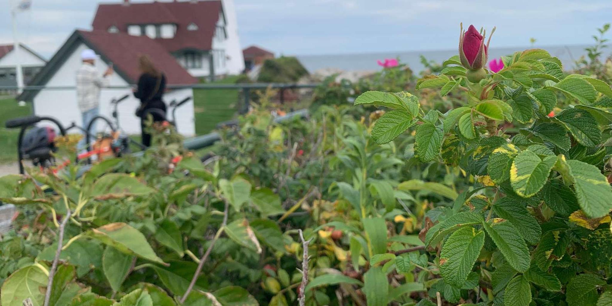 South Portland Lighthouse Bicycle Tour - Image 5