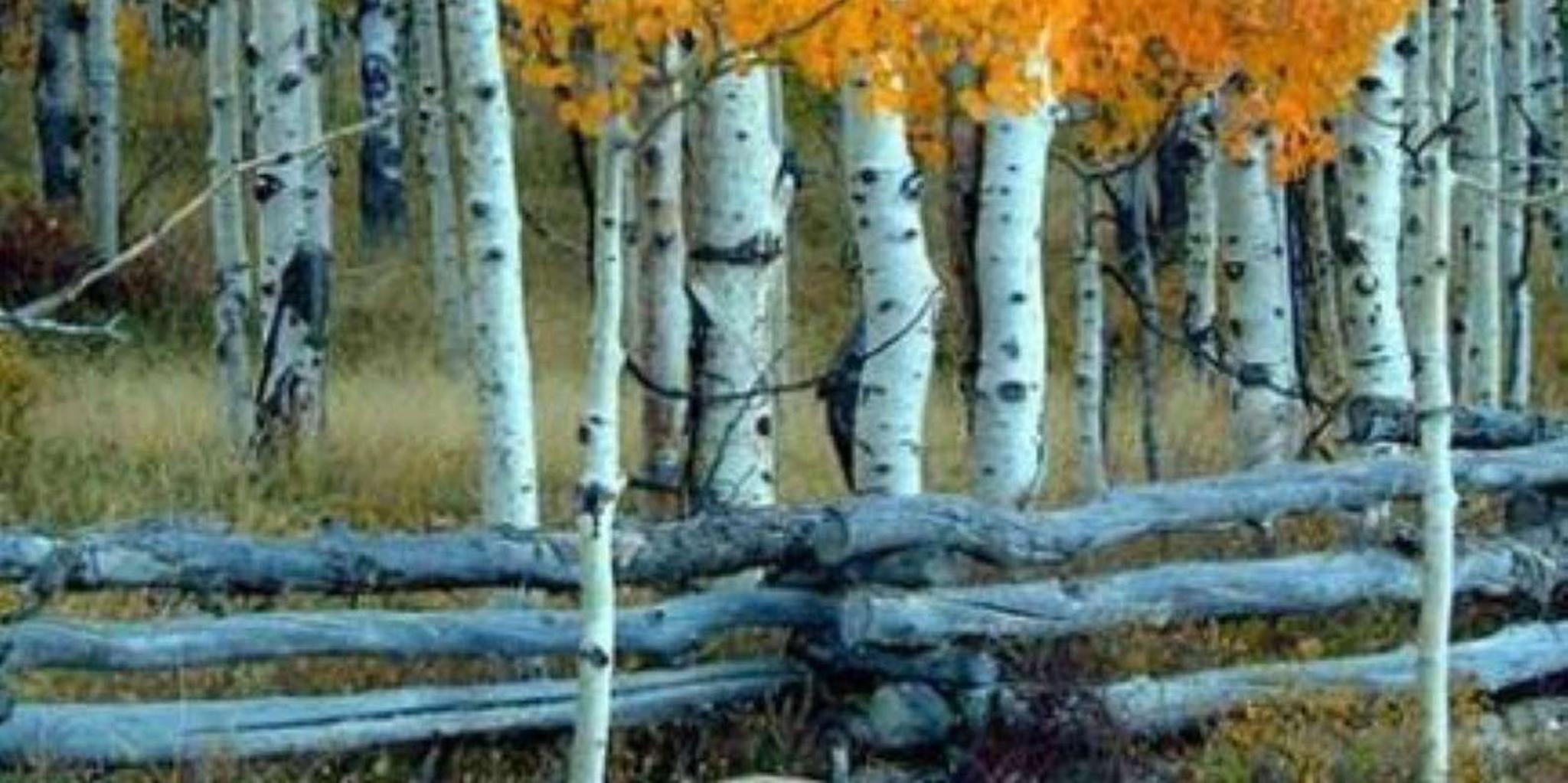 Park City Guided Hiking Tour - Image 2