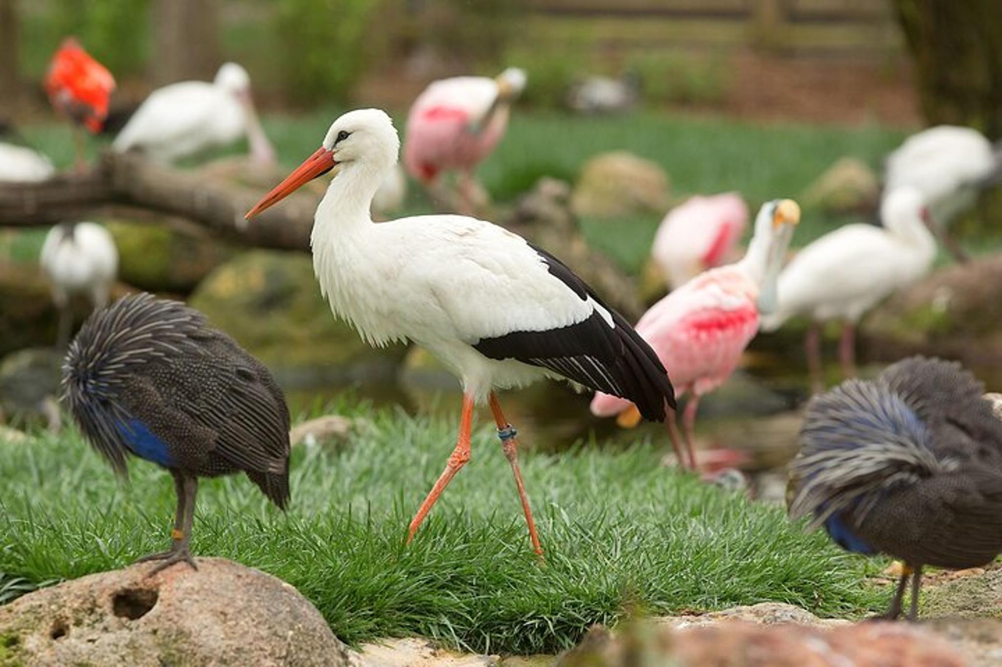 Sonoma Safari Adventure at Safari West 3 hr - Image 4