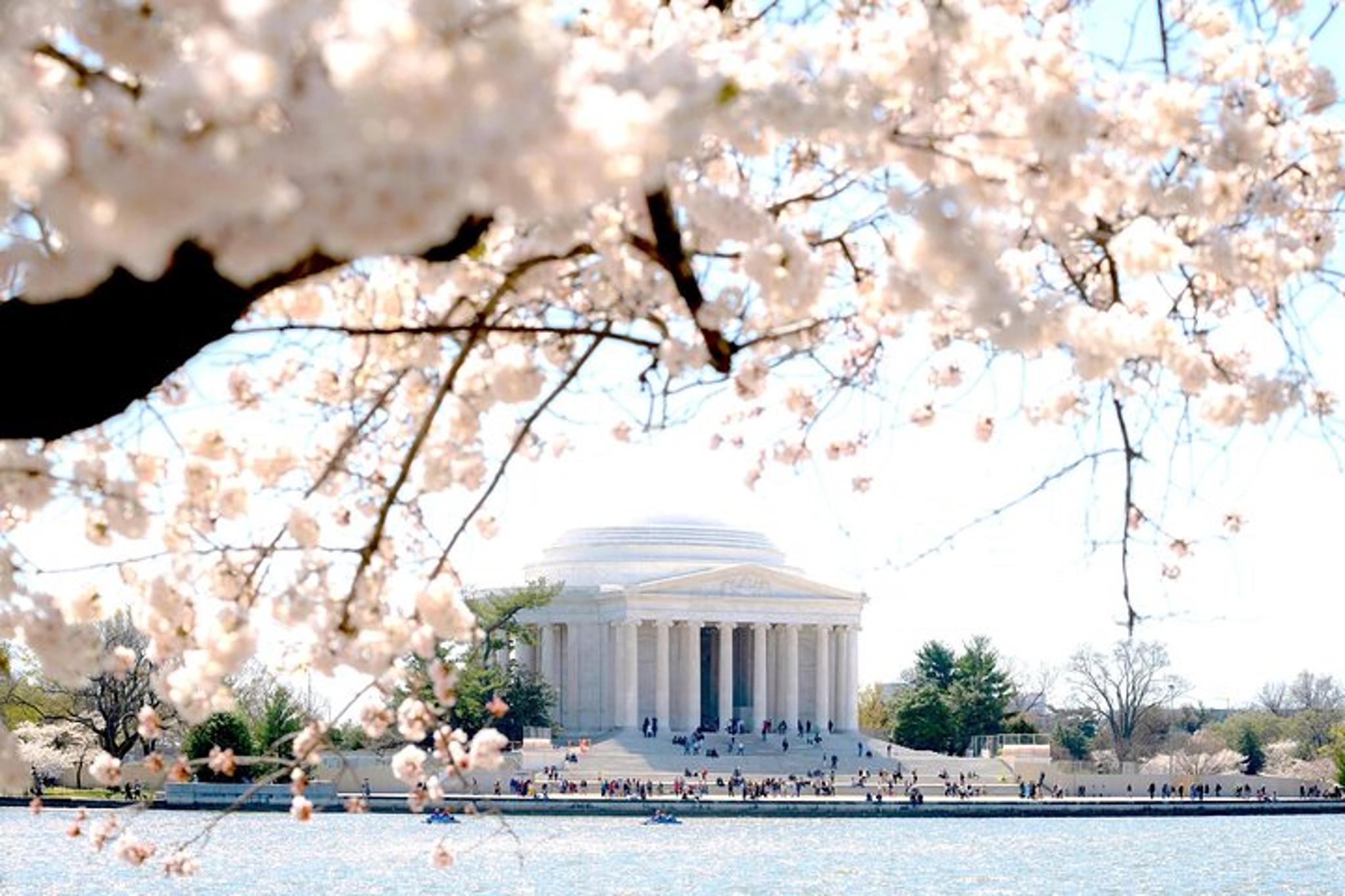 Washington DC Monuments and Cherry Blossom Tour - Image 5
