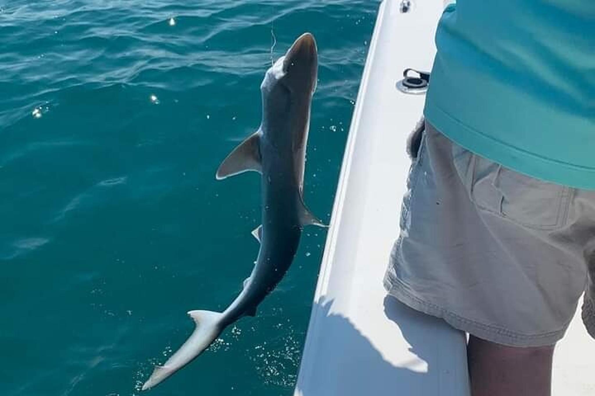 Sarasota Fishing Tour with Captain Bill Phillips 4 hr - Image 6