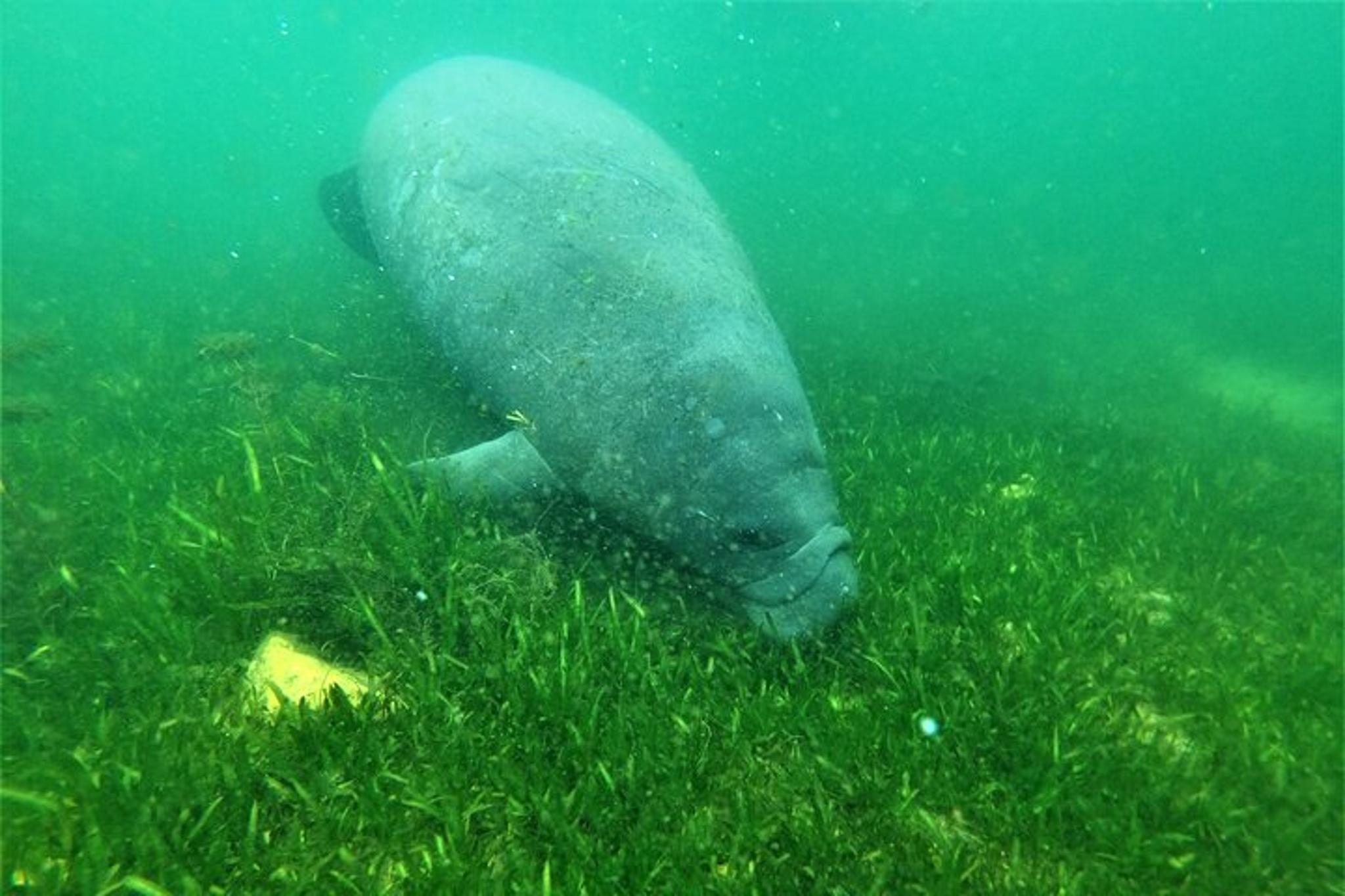 Crystal River Manatee Swim - Image 4