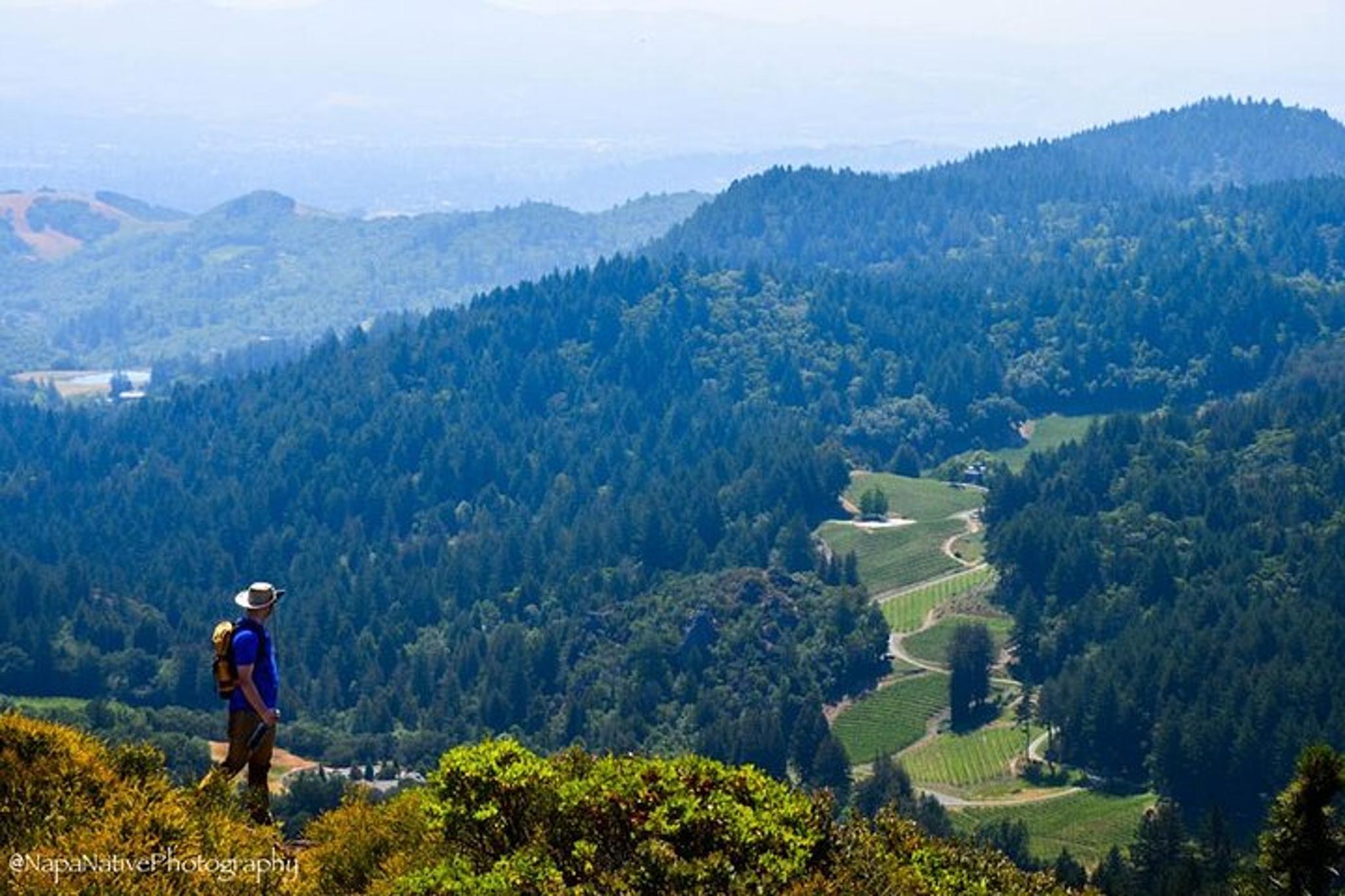 Napa Valley Redwood Hike - Image 5