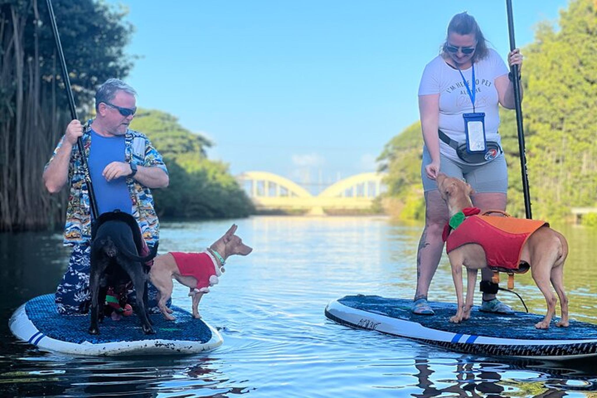 Hale'iwa Paddle Board Tour with Rescue Dogs 90 min - Image 3