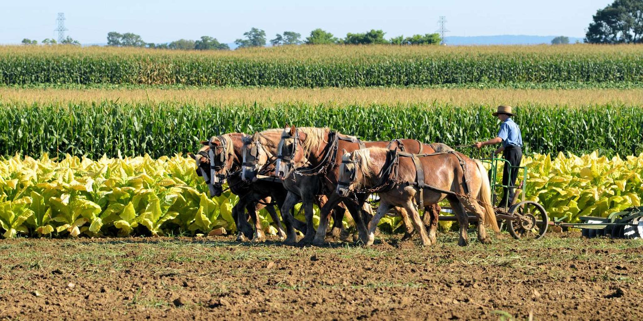 Lancaster Amish Country Farm and House Tour - Image 6