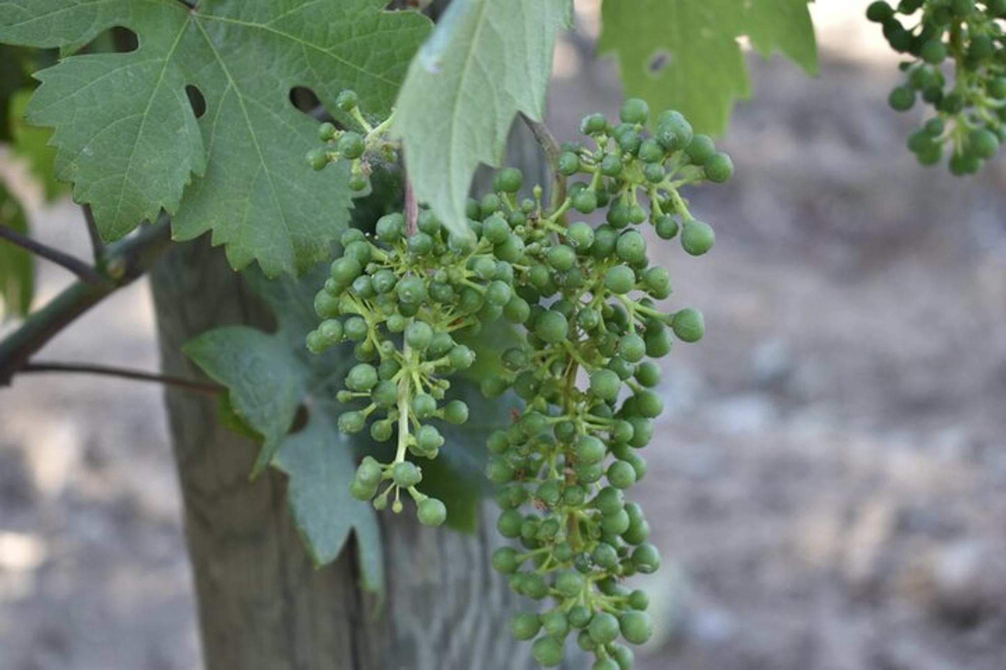 Napa Valley Wine Tasting Tour - Image 6