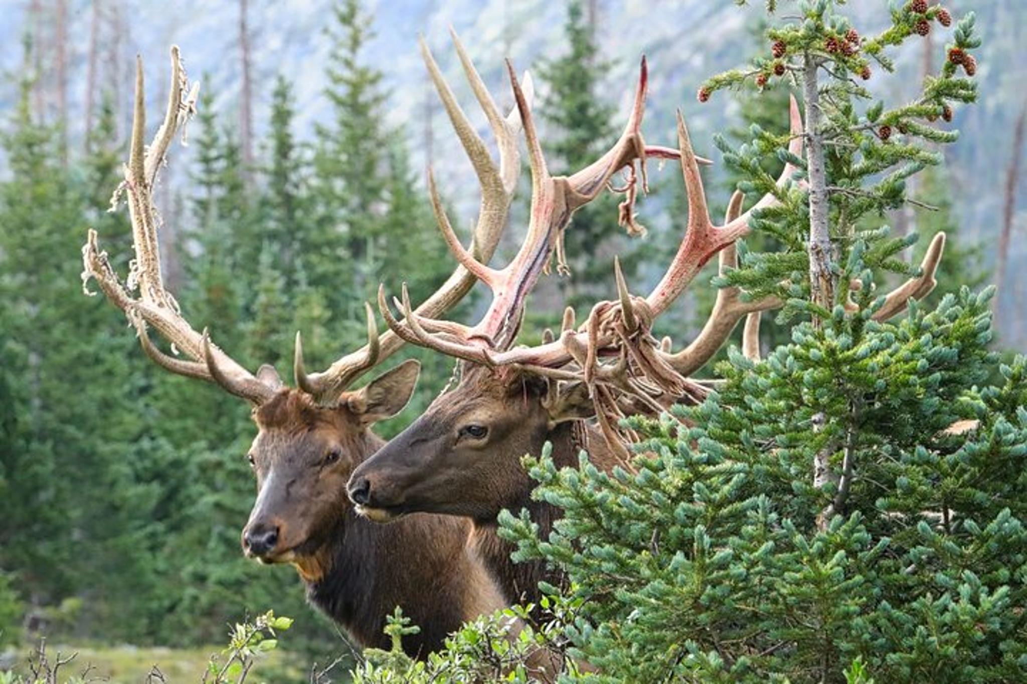 Estes Park Rocky Mountain National Park Tour - Image 3