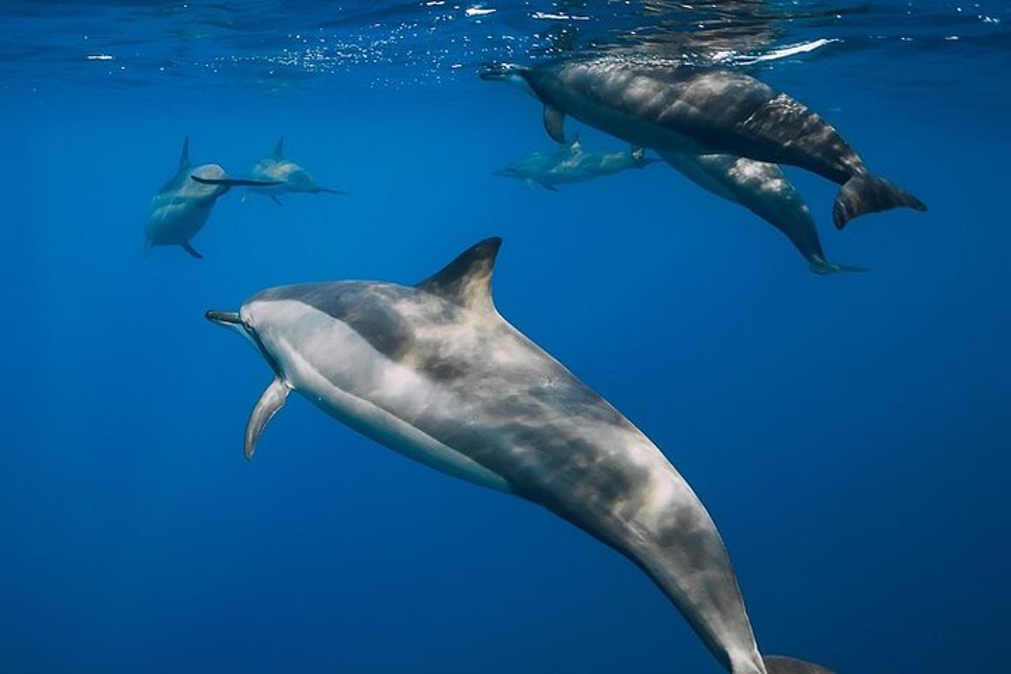 Waikiki Snorkel Tour at Turtle Canyon 2 hr - Image 3