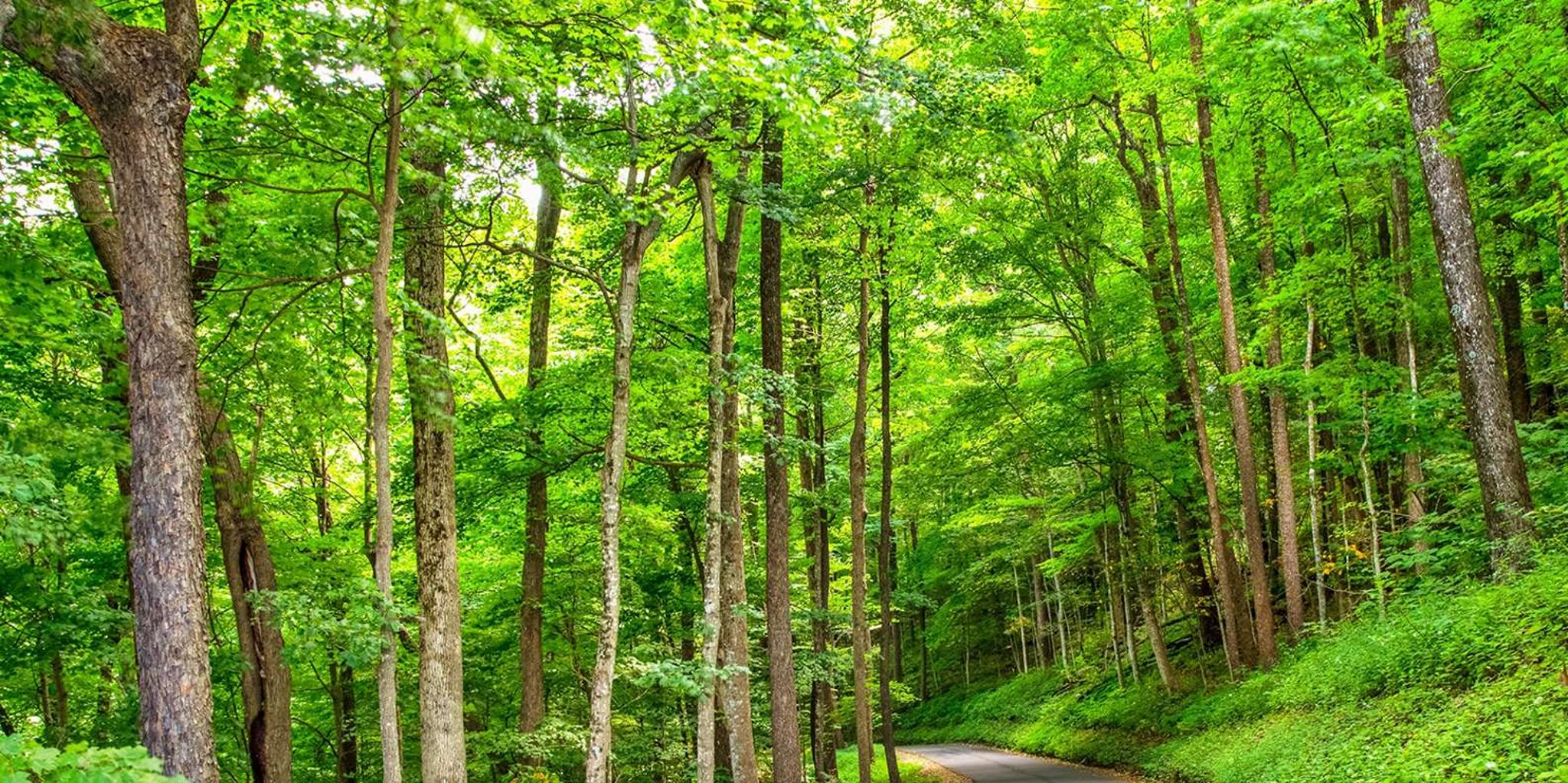 Pigeon Forge Roaring Fork Jeep Tour 2.5 hr - Image 5