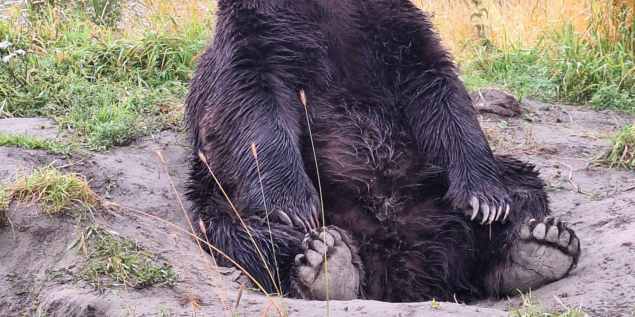Anchorage Turnagain Arm Wildlife Tour 6 hr