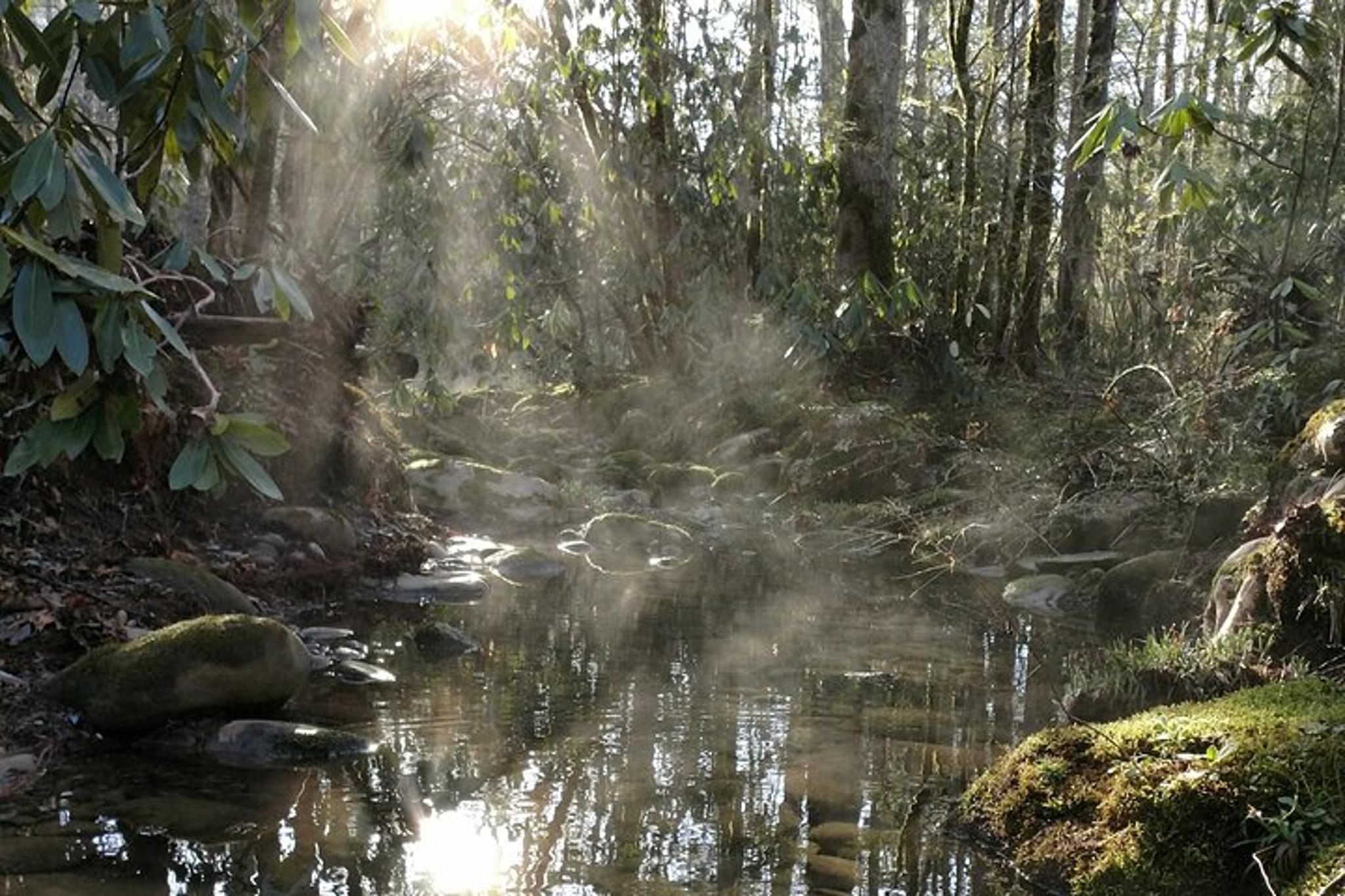 Smoky Mountains Hiking Tour Creekside and Forest 3 hr - Image 6