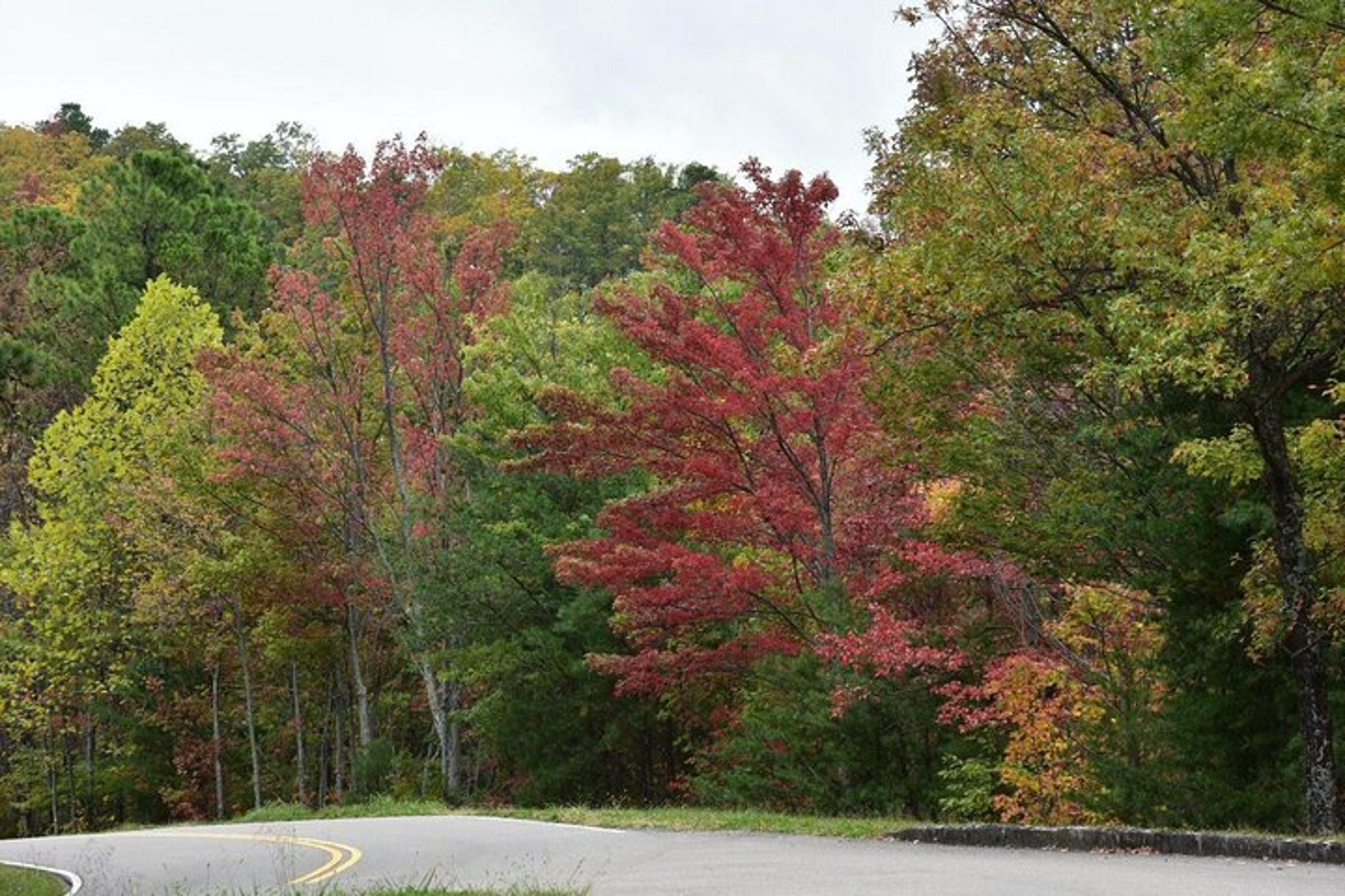 Pigeon Forge Fall Foliage Tour - Image 4