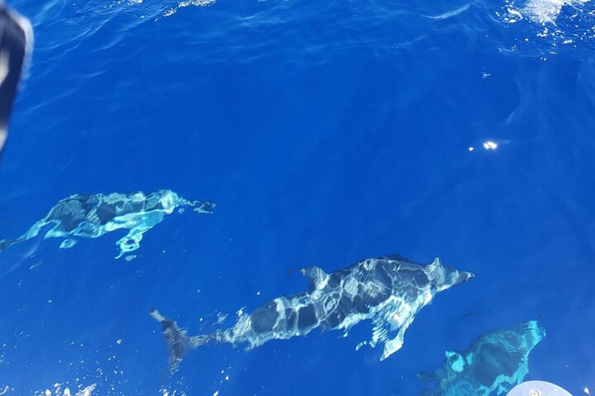 Honolulu Sailboat Charter - Image 3