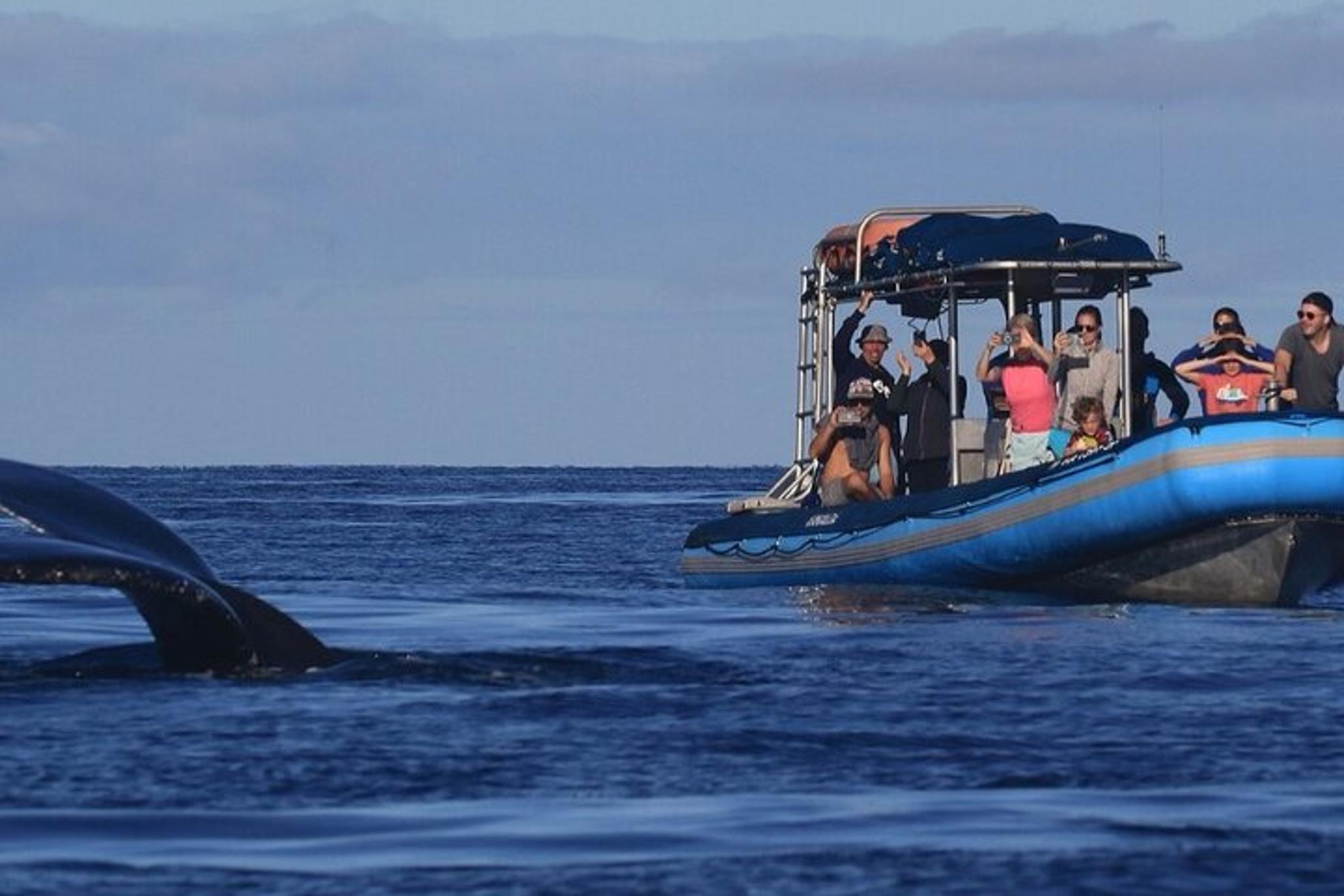 Maui Whale Watching Tour 1.5 hr - Image 4