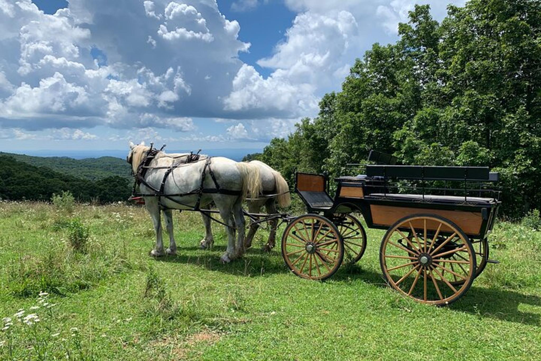 Blowing Rock Horse and Carriage Ride - Image 6